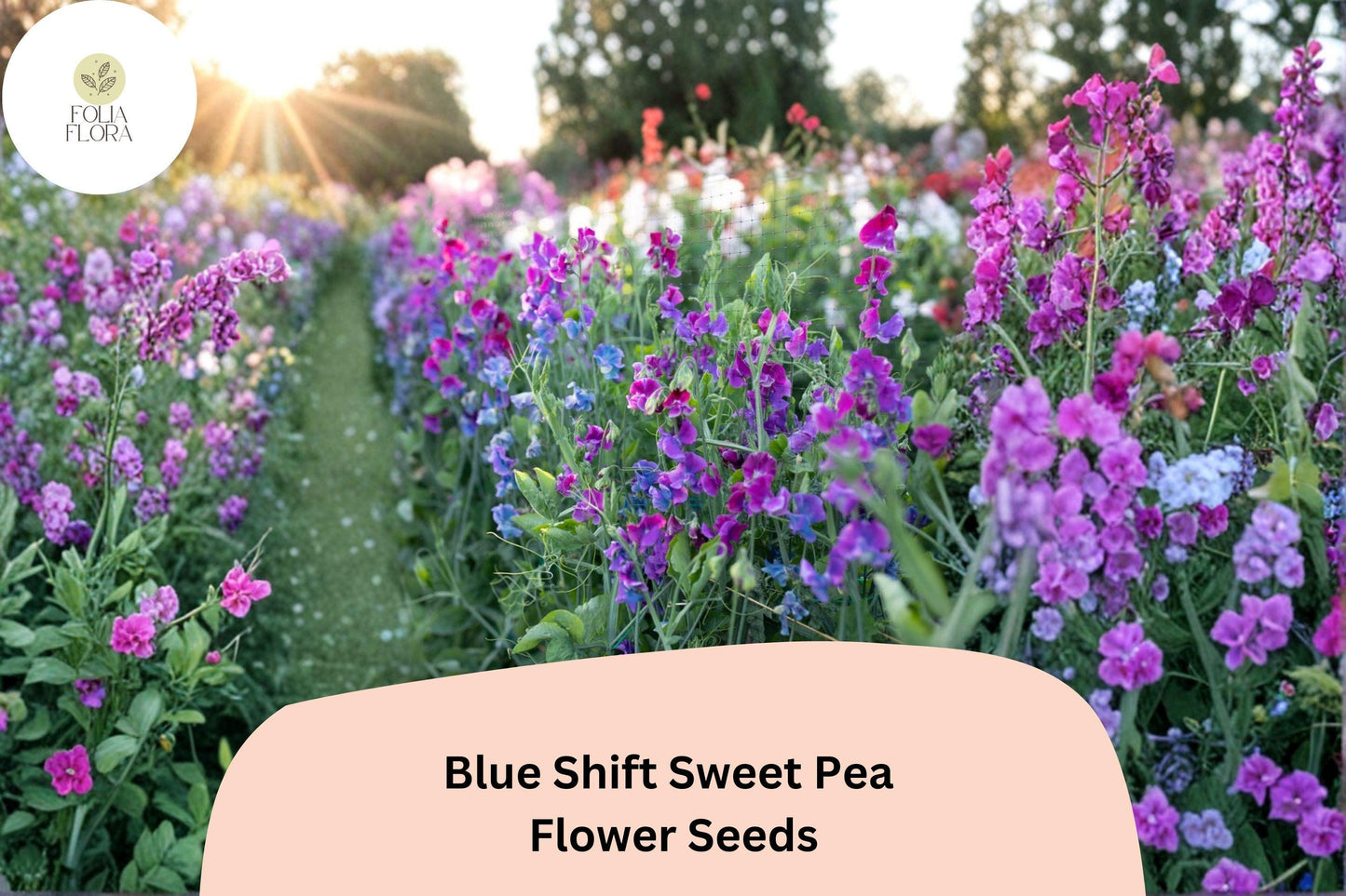 Sweet Pea Seeds 50+ Count | Blue Shift Climbing Flower | Lathyrus Odoratus | Ornamental Garden Plant for Trellises and Fences