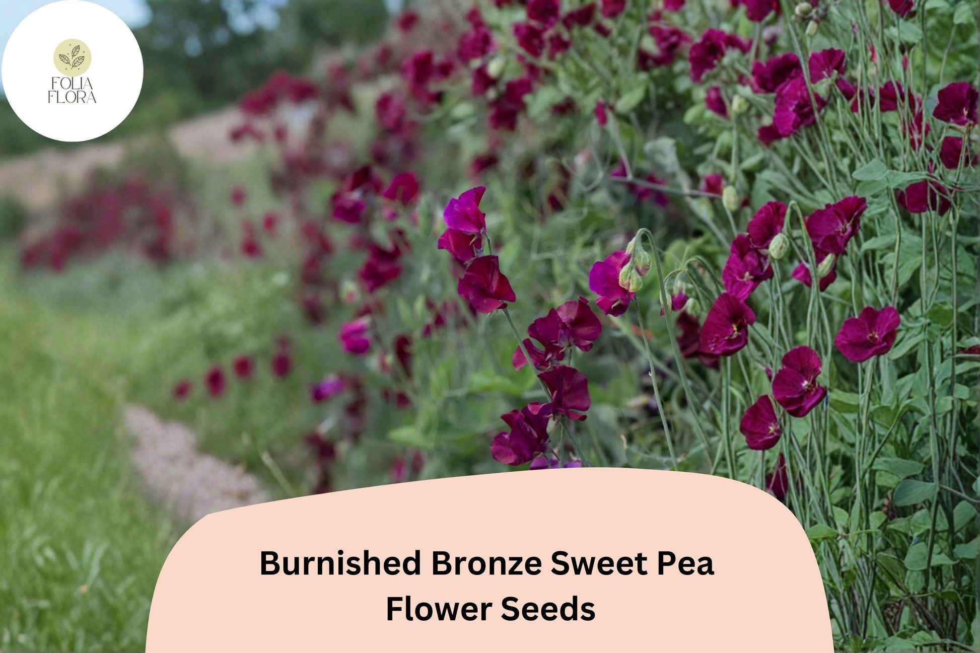 Burnished Bronze Sweet Pea Seeds - 50+ Antique Copper Blooms - Lathyrus odoratus - Climbing Annual Flower for Garden