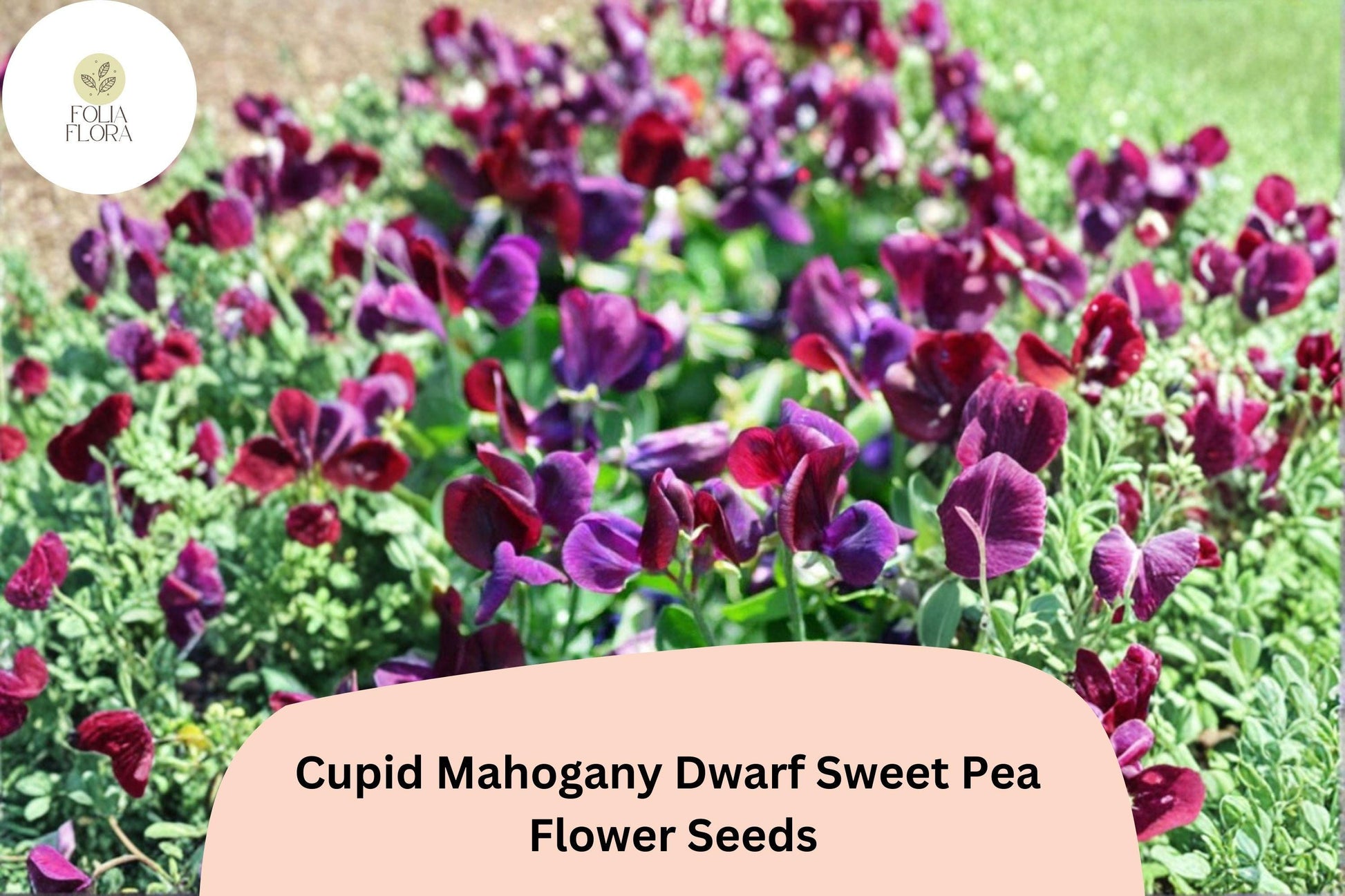 Cupid Mahogany Sweet Pea Seeds | Dwarf Red Burgundy Blooms | Lathyrus odoratus | 50+ Viable Seeds for Containers & Borders