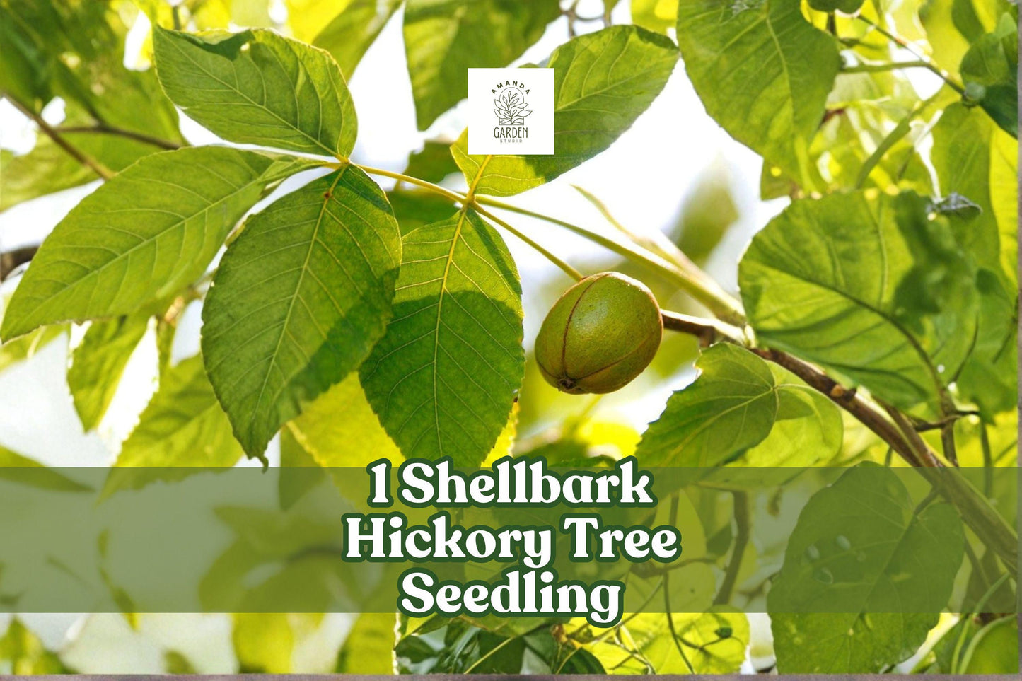 Live Shellbark Hickory Tree Seedling - Carya laciniosa - Native Hardwood for Landscaping & Restoration Projects