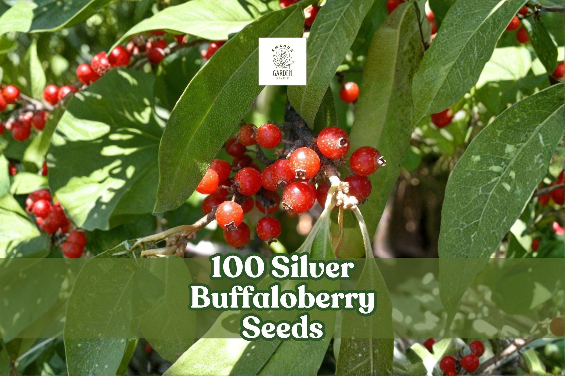 100 Silver Buffaloberry Seeds for Planting | Hardy Native Shrub | Shepherdia argentea | Silver-Gray Foliage for Wildlife Gardens