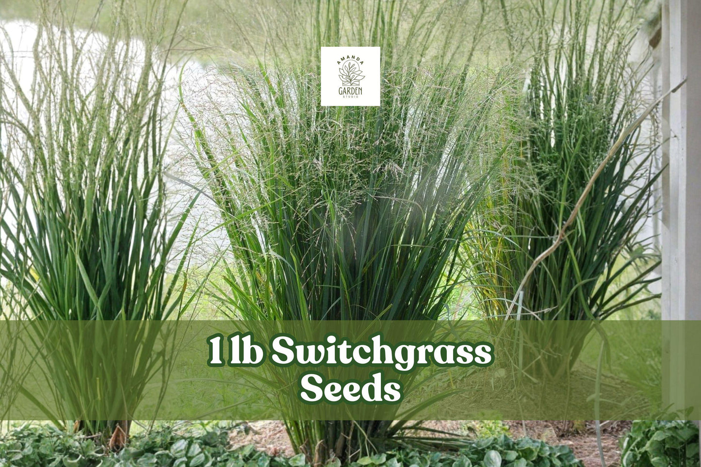 1 lb Switchgrass Seeds for Planting | Panicum virgatum | Fast Growing Hardy Prairie Grass for Landscaping & Erosion Control