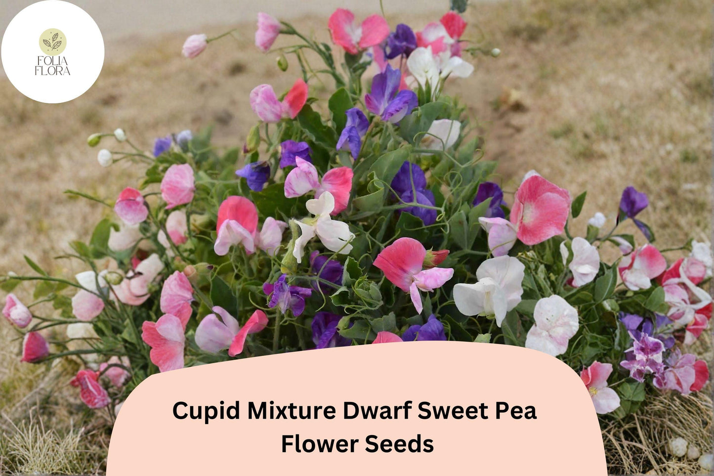 Dwarf Sweet Pea Seeds | Cupid Mixture Color Mix | Lathyrus odoratus | 50+ Untreated Seeds for Containers & Borders