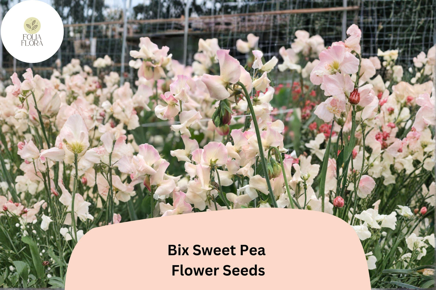 Bix Sweet Pea Seeds (50+ Seeds) | Lathyrus odoratus Tall Climbing Annual Flower Vine for Garden Trellises and Arches