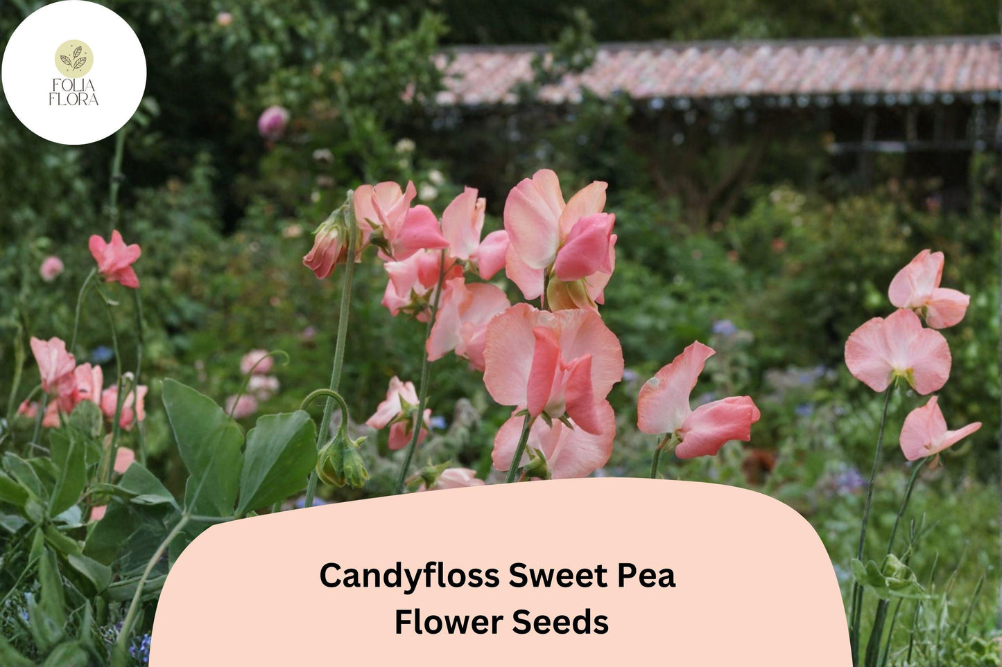 Candyfloss Sweet Pea Seeds | Pink Climbing Flower Vine | Lathyrus odoratus | 50+ Untreated Seeds for Garden Planting