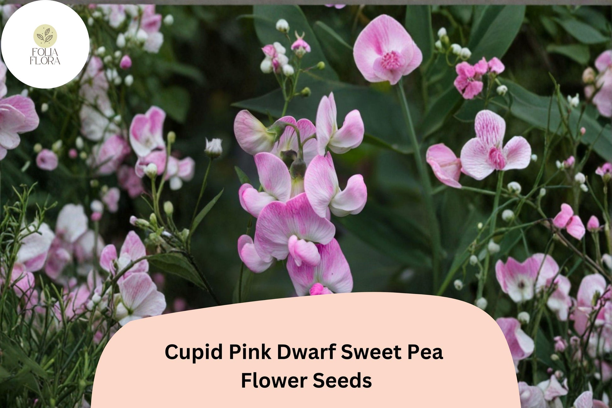 Dwarf Sweet Pea Seeds, Cupid Pink, 50+ Seeds, Lathyrus odoratus, Compact Bush Flower for Containers and Borders