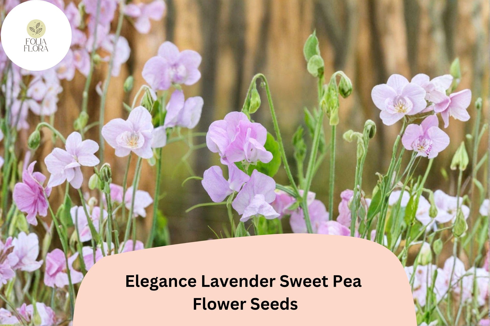 Sweet Pea Seeds | 50+ Elegance Lavender Climbing Flower Seeds | Lathyrus odoratus | Annual Ornamental Vine