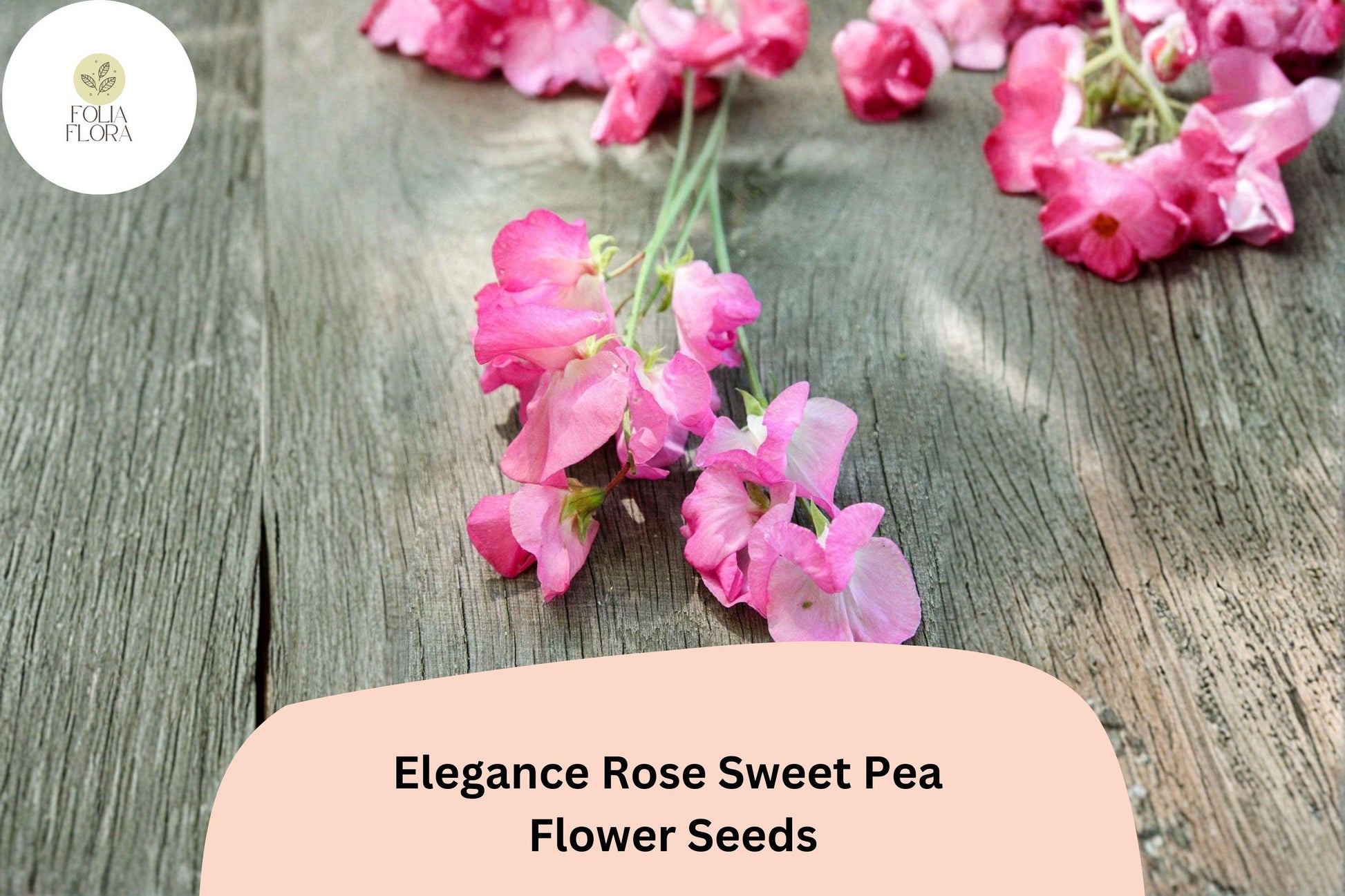 Sweet Pea Seeds - 50+ Elegance Rose Climbing Vine (Lathyrus odoratus) - Ornamental Garden Annual, Pink Flowers for Trellises