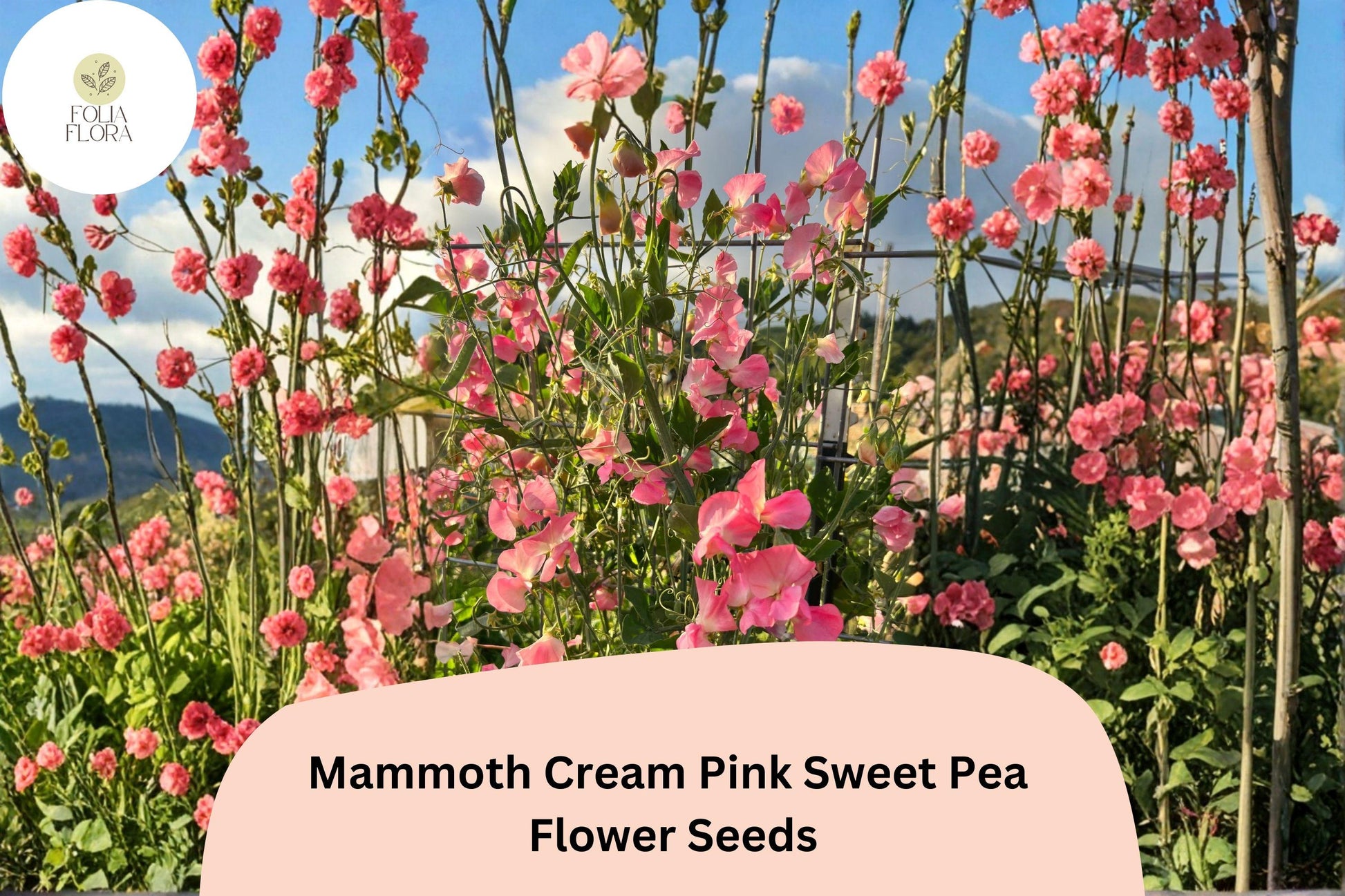 Mammoth Cream Pink Sweet Pea Seeds | 50+ Seeds | Lathyrus odoratus | Climbing Flower Vine for Garden & Cut-Flowers