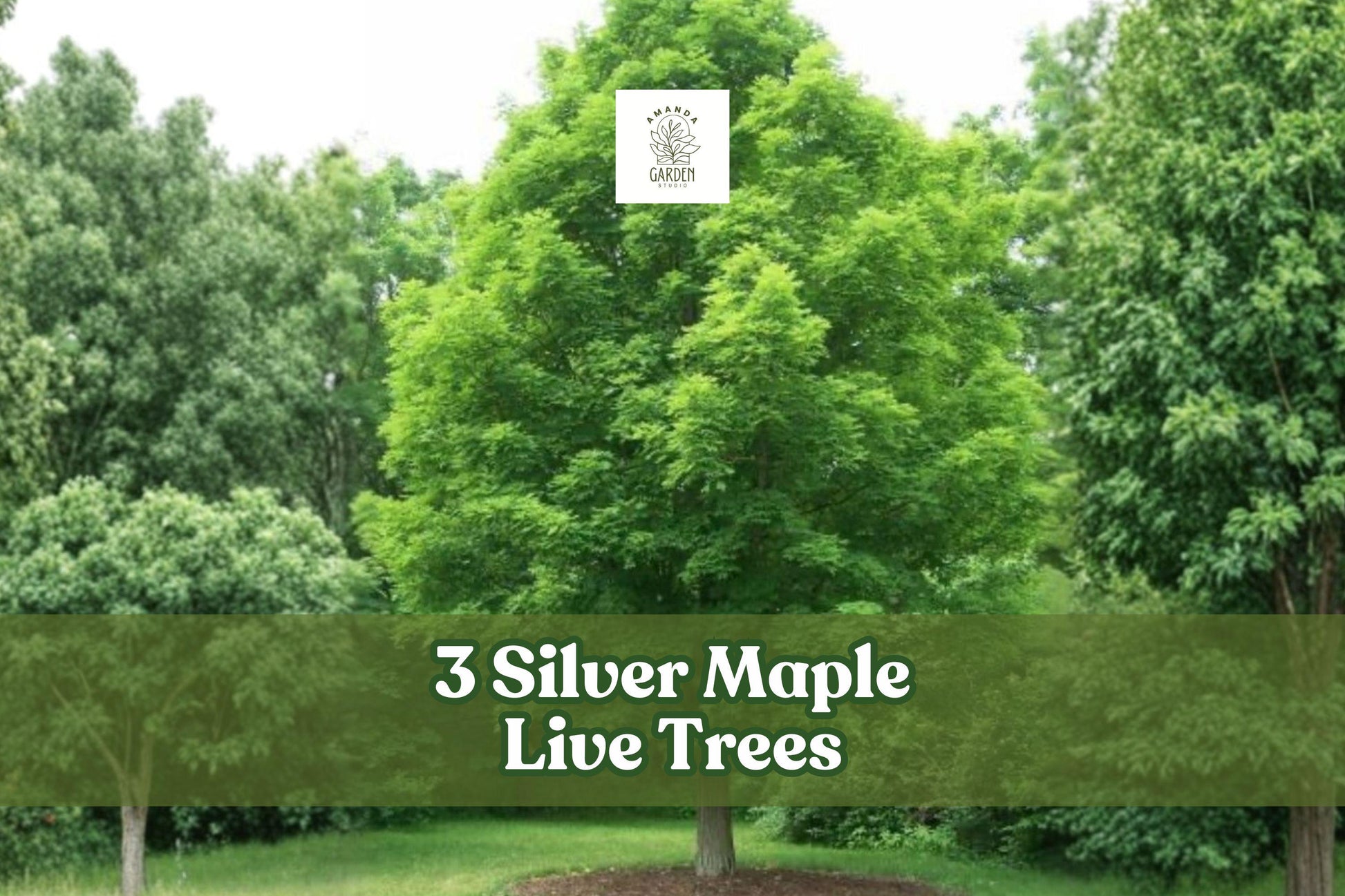 3 Live Silver Maple Trees | Acer saccharinum | Fast Growing Deciduous Shade Trees | Established Young Plants
