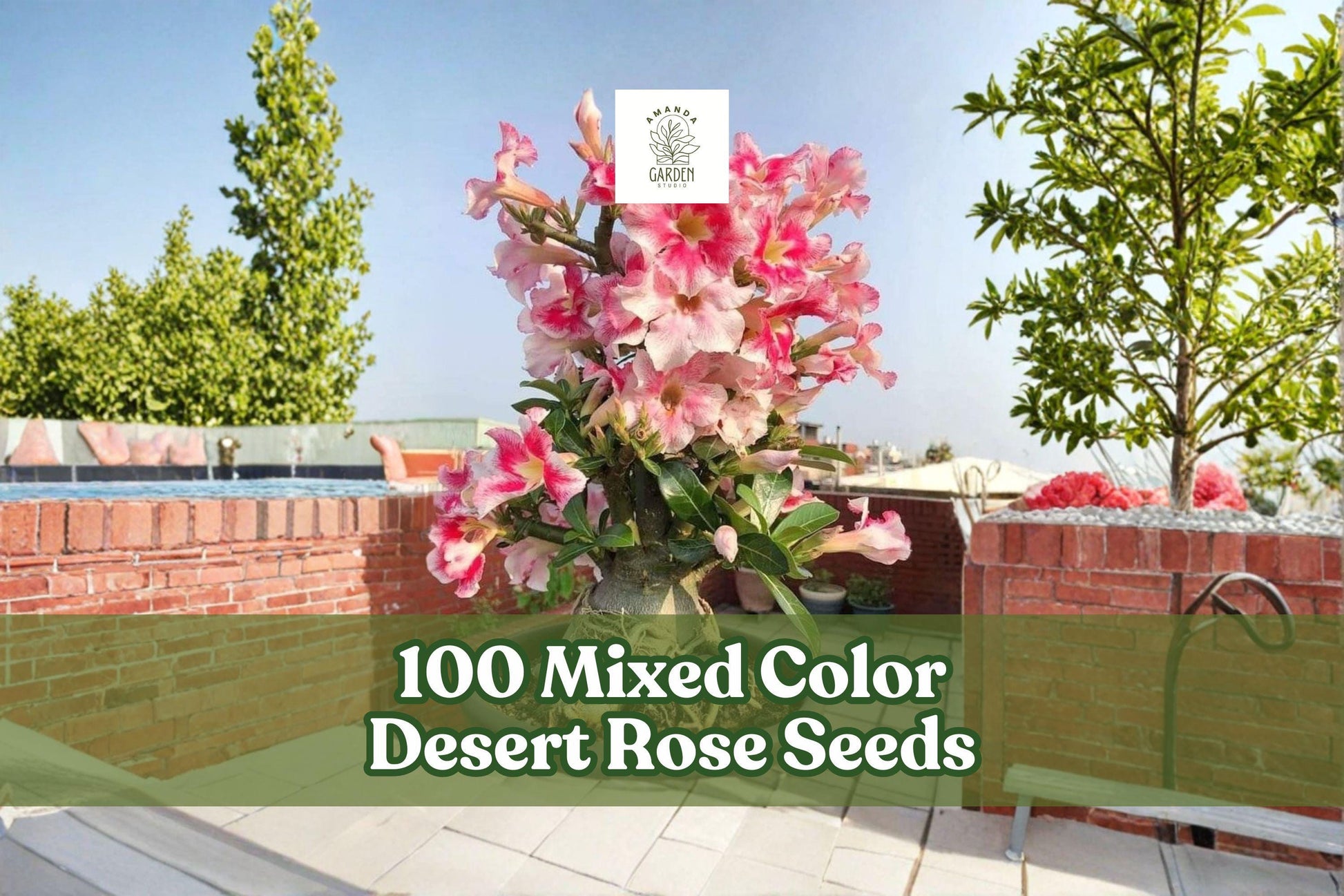 Desert Rose Seeds 100 Count | Mixed Color Adenium Obesum | Exotic Flowering Succulent for Gardening and Containers