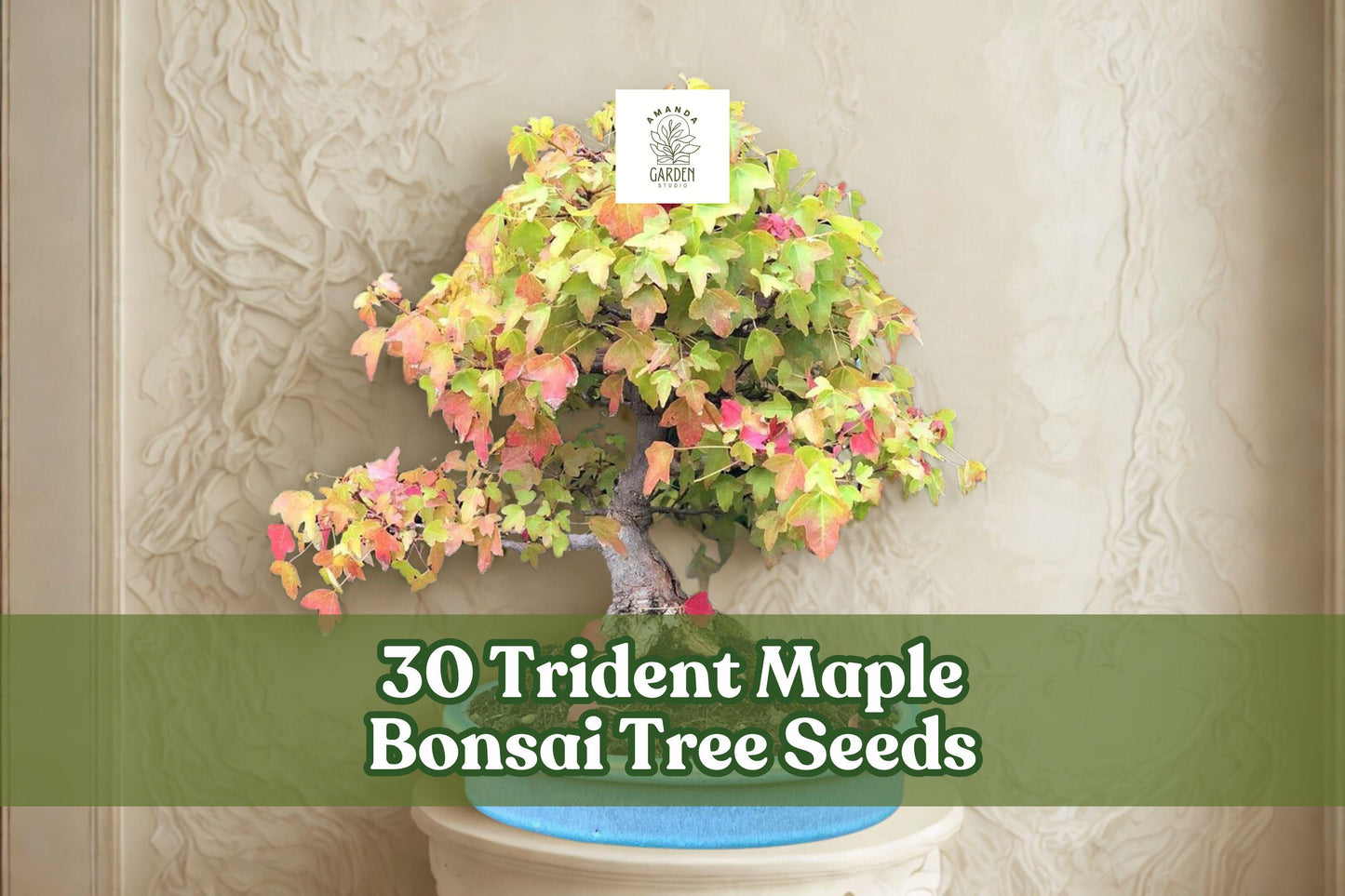 Trident Maple Bonsai Tree Seeds - 30 Acer buergerianum Seeds for Container Growing - Deciduous Maple for Outdoor Bonsai