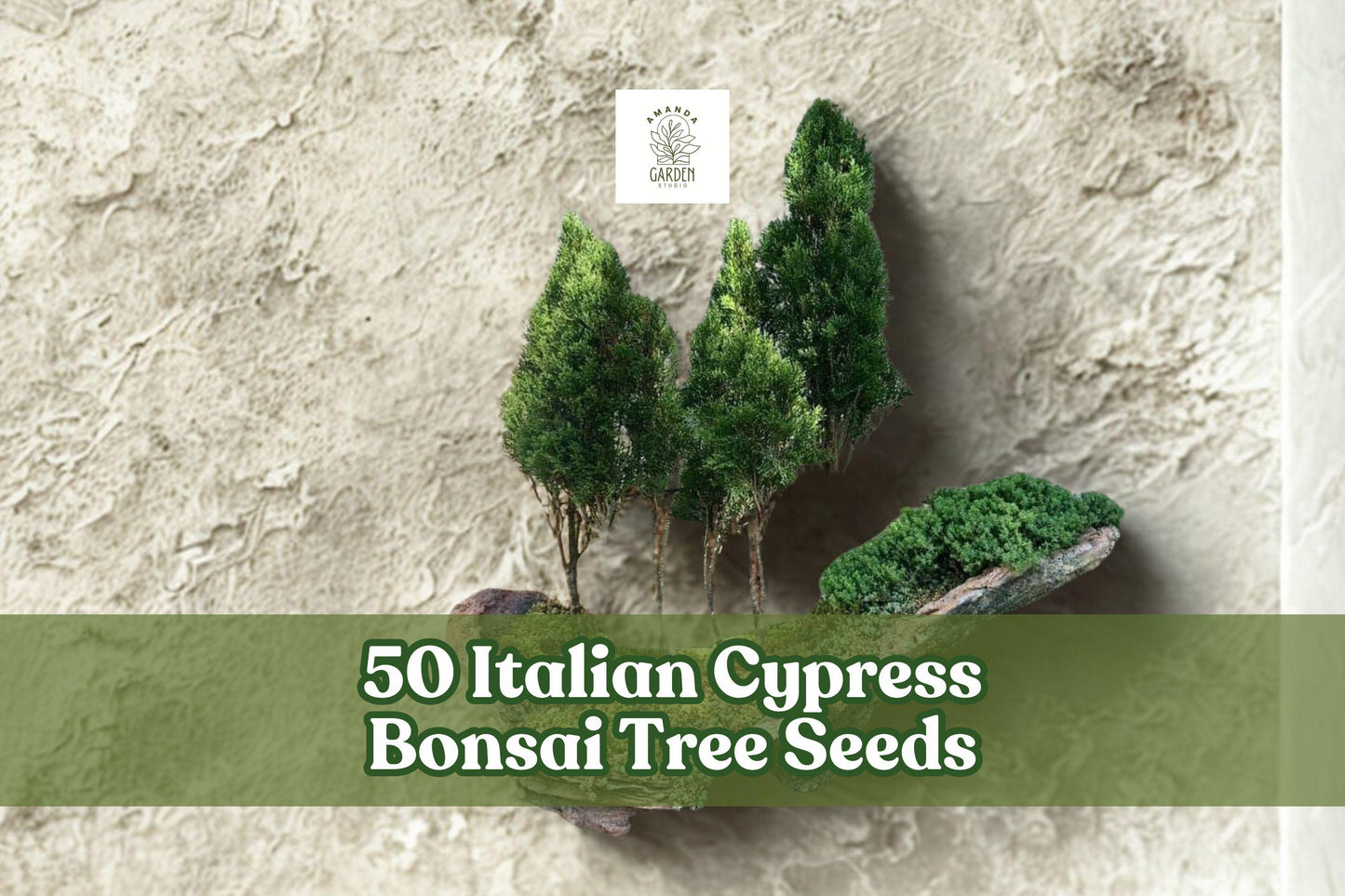 Italian Cypress Bonsai Seeds | 50 Seeds | Cupressus sempervirens | Elegant Evergreen for Bonsai Training & Container Growing