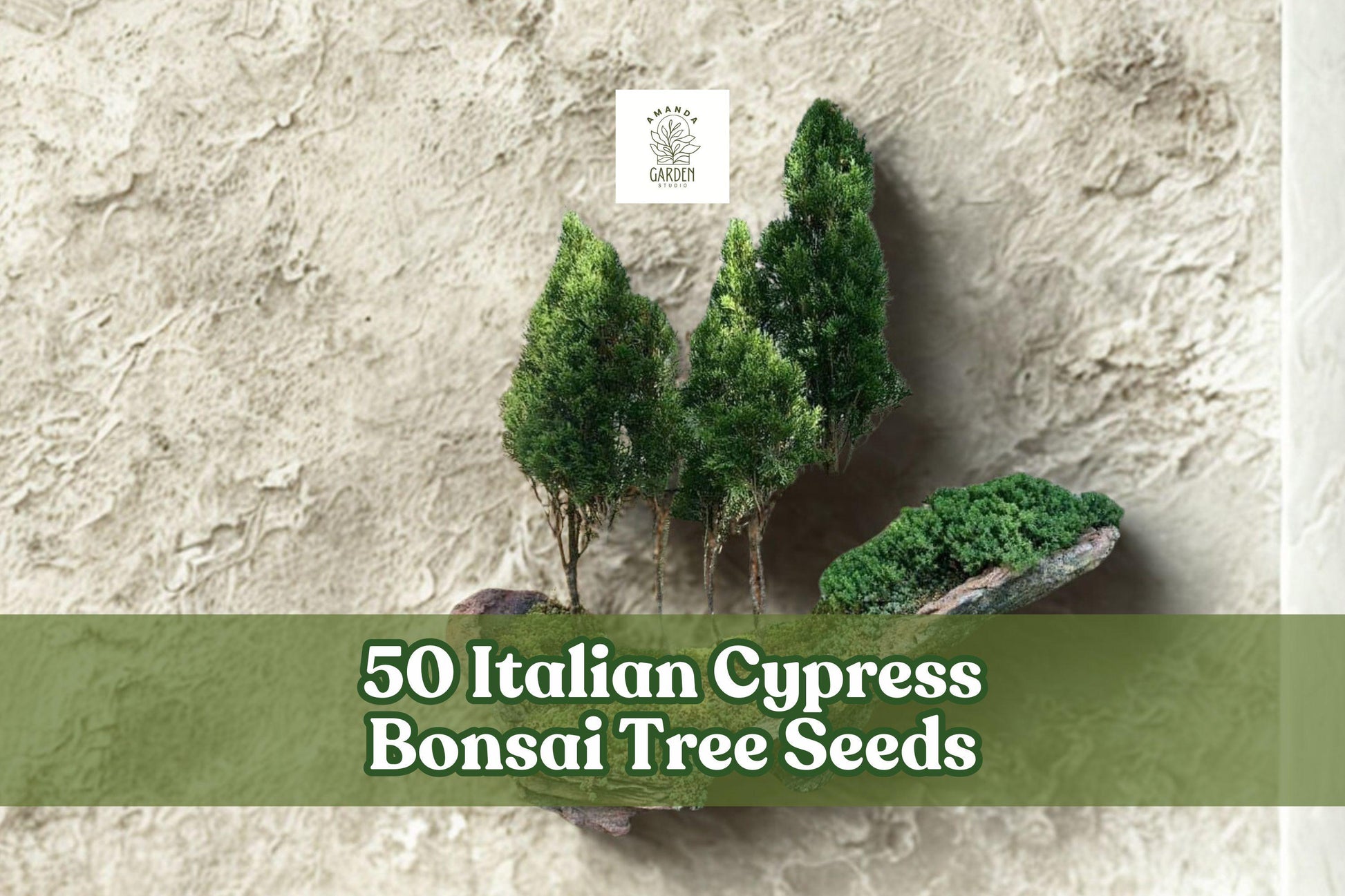 Italian Cypress Bonsai Seeds | 50 Seeds | Cupressus sempervirens | Elegant Evergreen for Bonsai Training & Container Growing