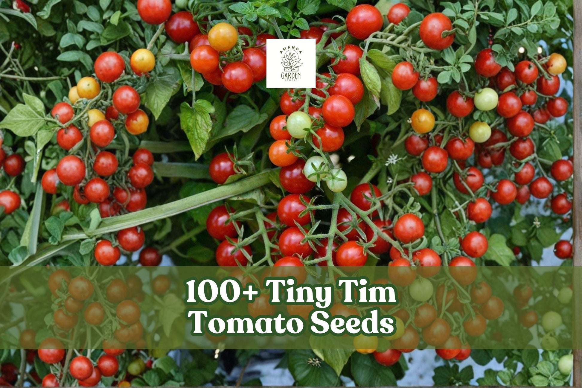 Tiny Tim Tomato Seeds - 100+ Dwarf Heirloom Seeds for Container Gardening, Solanum lycopersicum 'Tiny Tim'