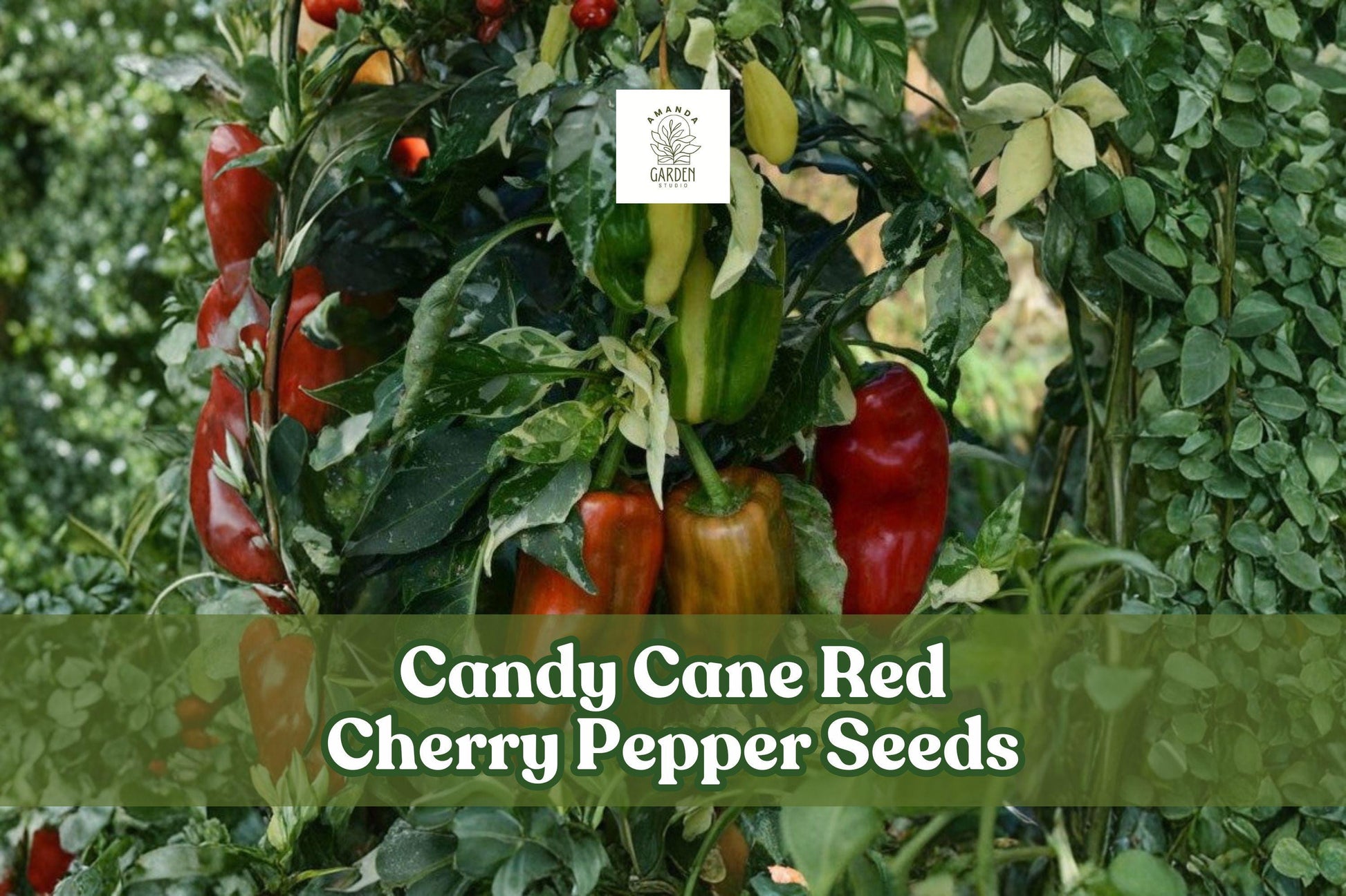 Candy Cane Red Cherry Pepper Seeds - 10 Pack, Striped Sweet Pepper, Capsicum annuum - Ideal for Containers & Small Gardens