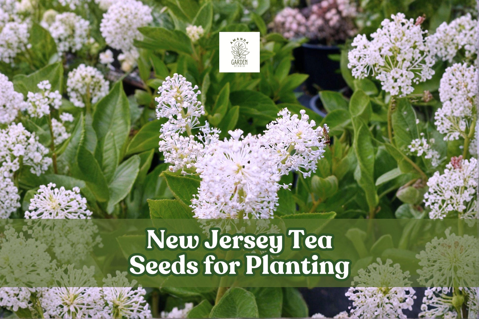 New Jersey Tea Seeds | 50 Seeds | Ceanothus americanus | Native Flowering Shrub for Gardens & Landscapes