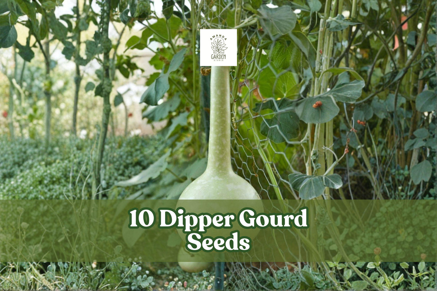 Dipper Gourd Seeds - 10 Pack Lagenaria siceraria - Fast-Growing Climbing Gourd for Garden Trellises and Ornamental Use