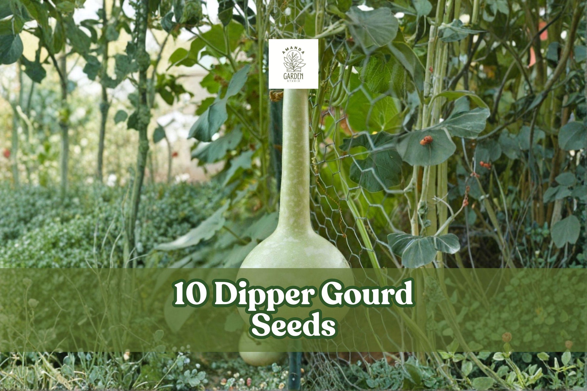 Dipper Gourd Seeds - 10 Pack Lagenaria siceraria - Fast-Growing Climbing Gourd for Garden Trellises and Ornamental Use