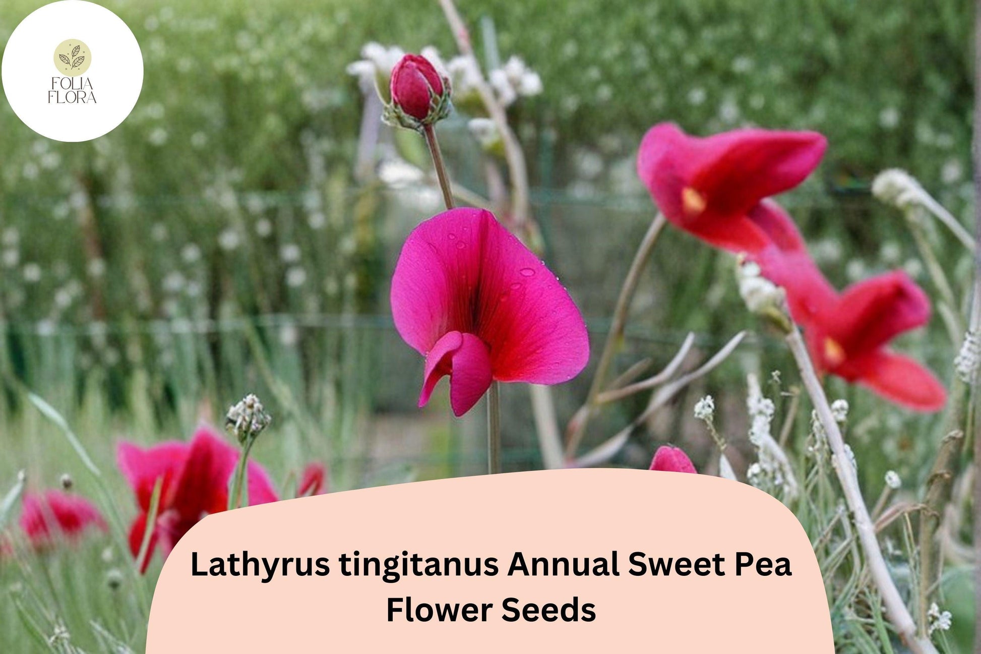 50+ Lathyrus tingitanus Seeds | Tangier Pea | Deep Red Burgundy Sweet Pea Flowers for Garden Planting
