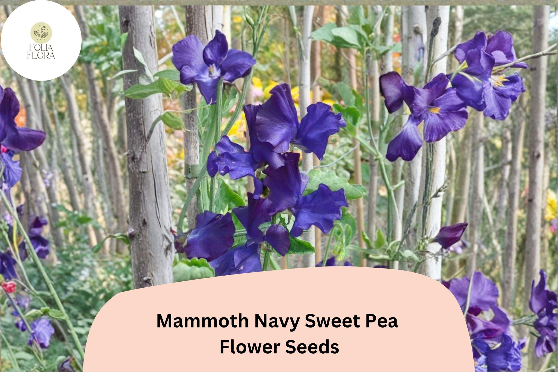 Mammoth Navy Sweet Pea Seeds | 50+ Lathyrus odoratus Climbing Flower Seeds for Trellises & Gardens