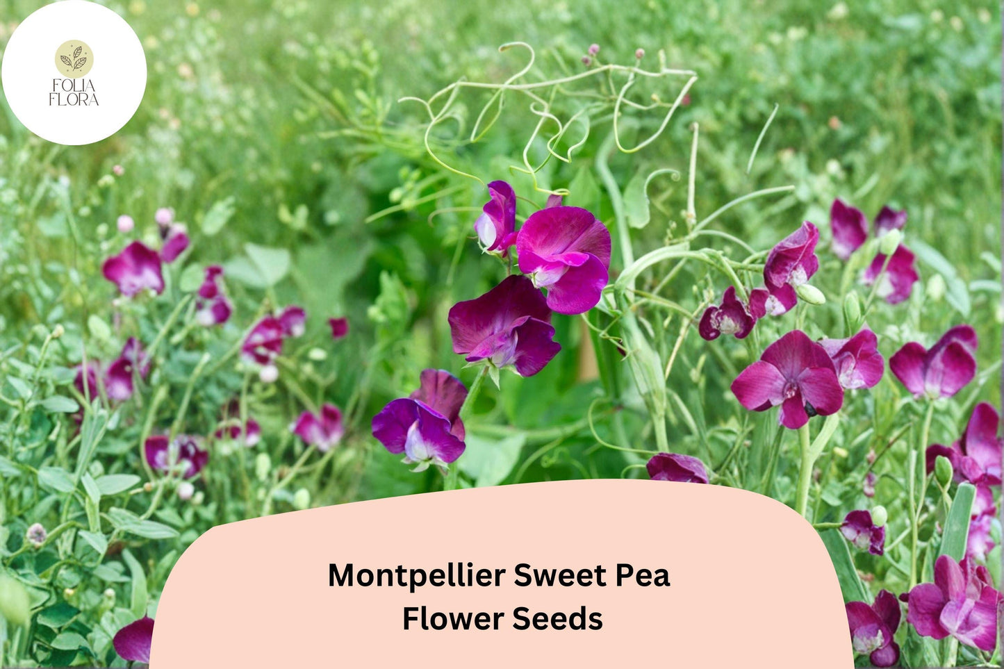 Montpellier Sweet Pea Seeds | Climbing Flower Vine | Purple Blooms | Lathyrus odoratus | 50+ Untreated Seeds for Garden Planting