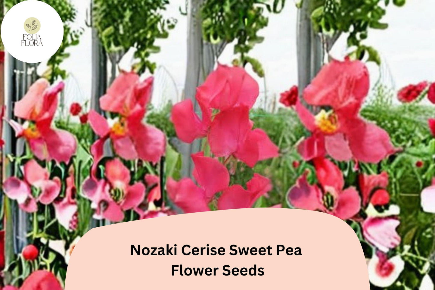 Sweet Pea Seeds | 50+ Nozaki Cerise Pink | Lathyrus odoratus | Climbing Annual Flowering Vine for Garden Arches