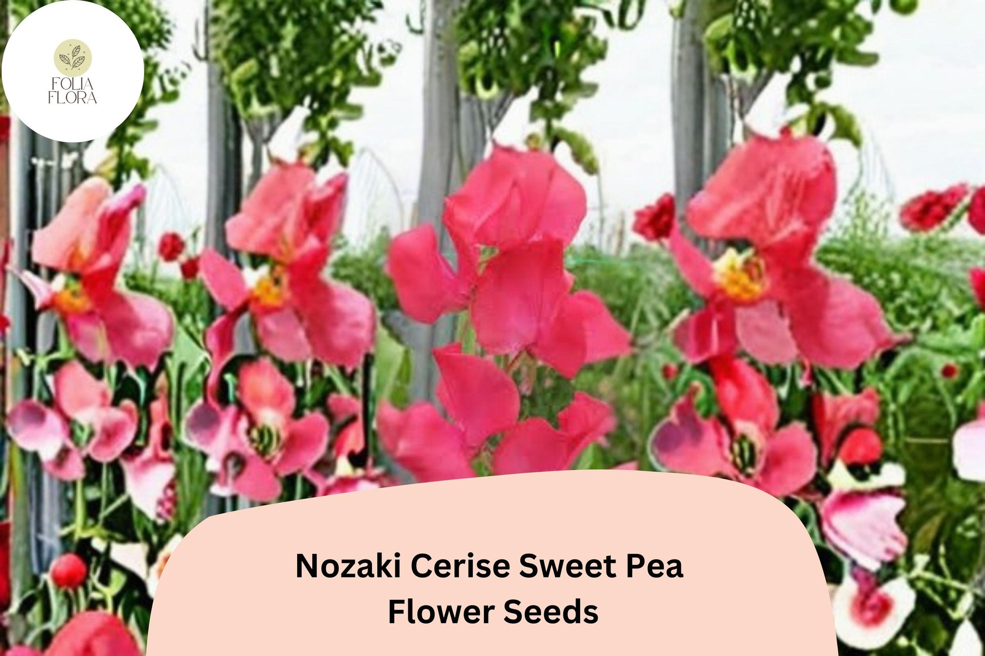Sweet Pea Seeds | 50+ Nozaki Cerise Pink | Lathyrus odoratus | Climbing Annual Flowering Vine for Garden Arches