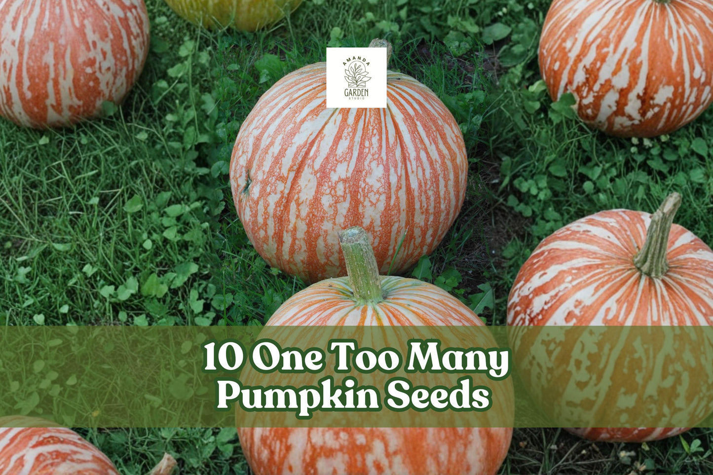 One Too Many Pumpkin Seeds - 10 Rare Striped Seeds (Cucurbita pepo) for Fall Gardening and Decorative Displays