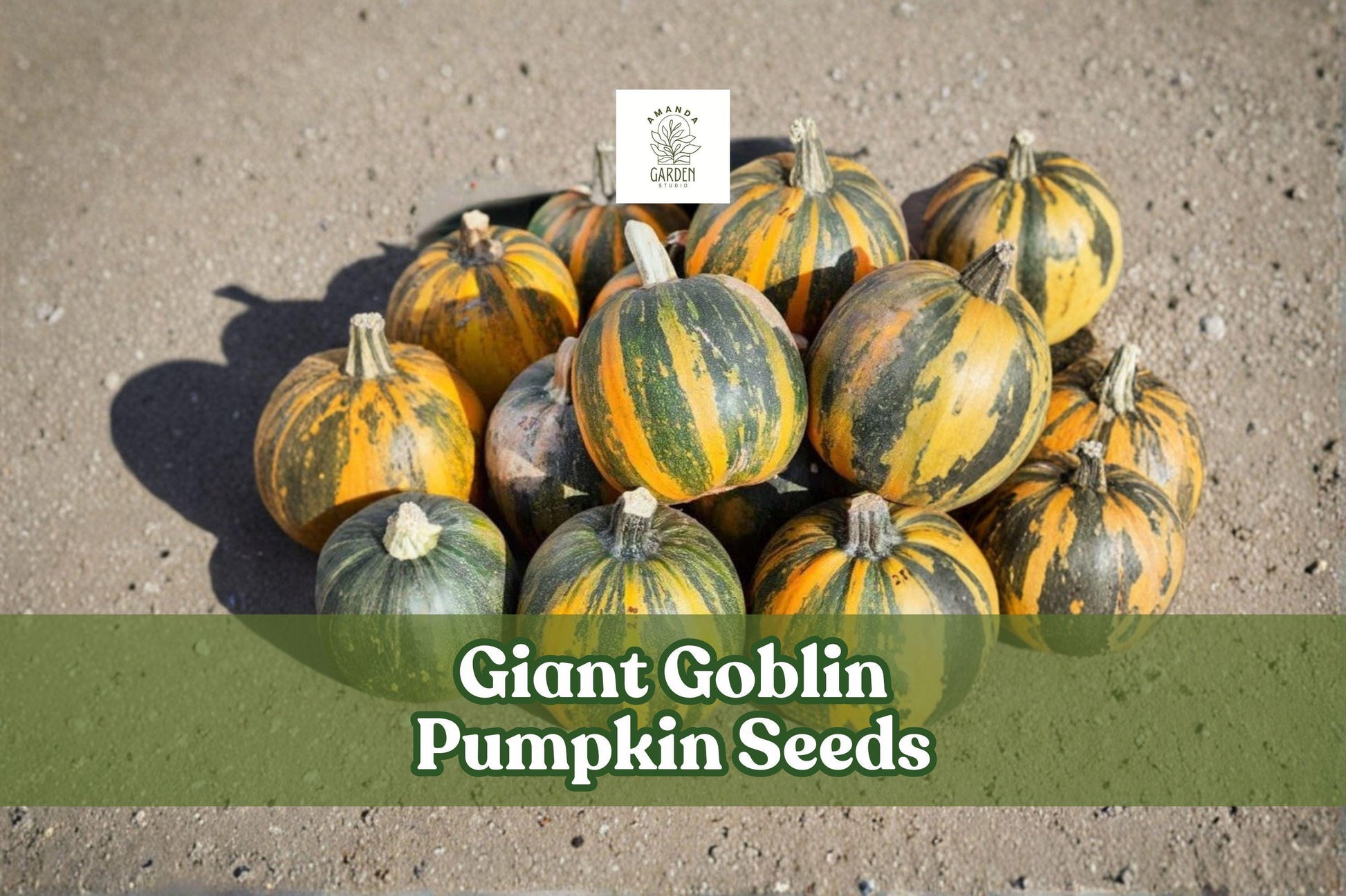 Giant Goblin Pumpkin Seeds - 10 Pack for Planting | Cucurbita maxima | Large Decorative Orange Pumpkins for Fall Gardens