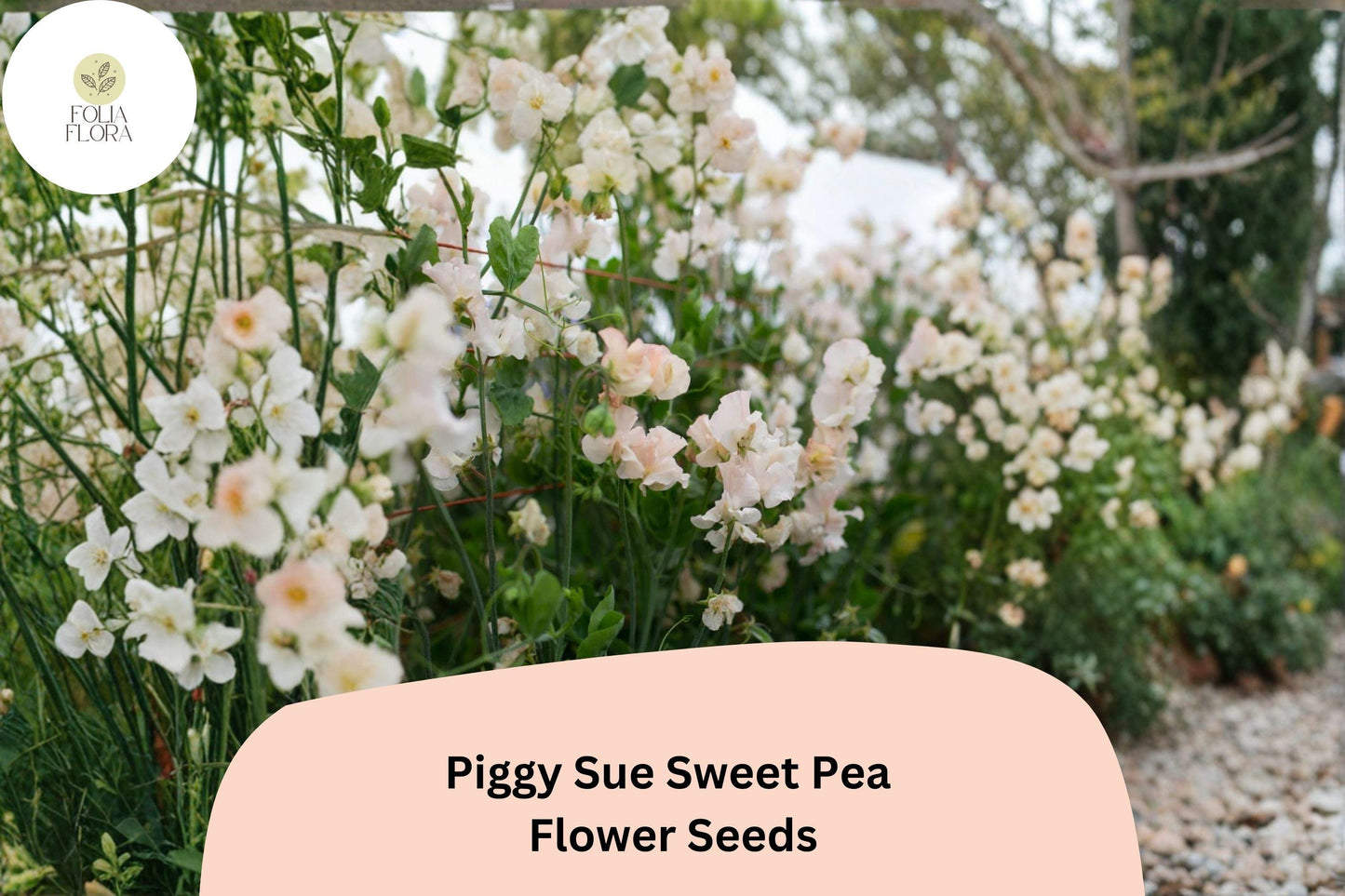 Piggy Sue Sweet Pea Seeds | 50+ Untreated Seeds | Lathyrus odoratus Climbing Vine for Garden Planting