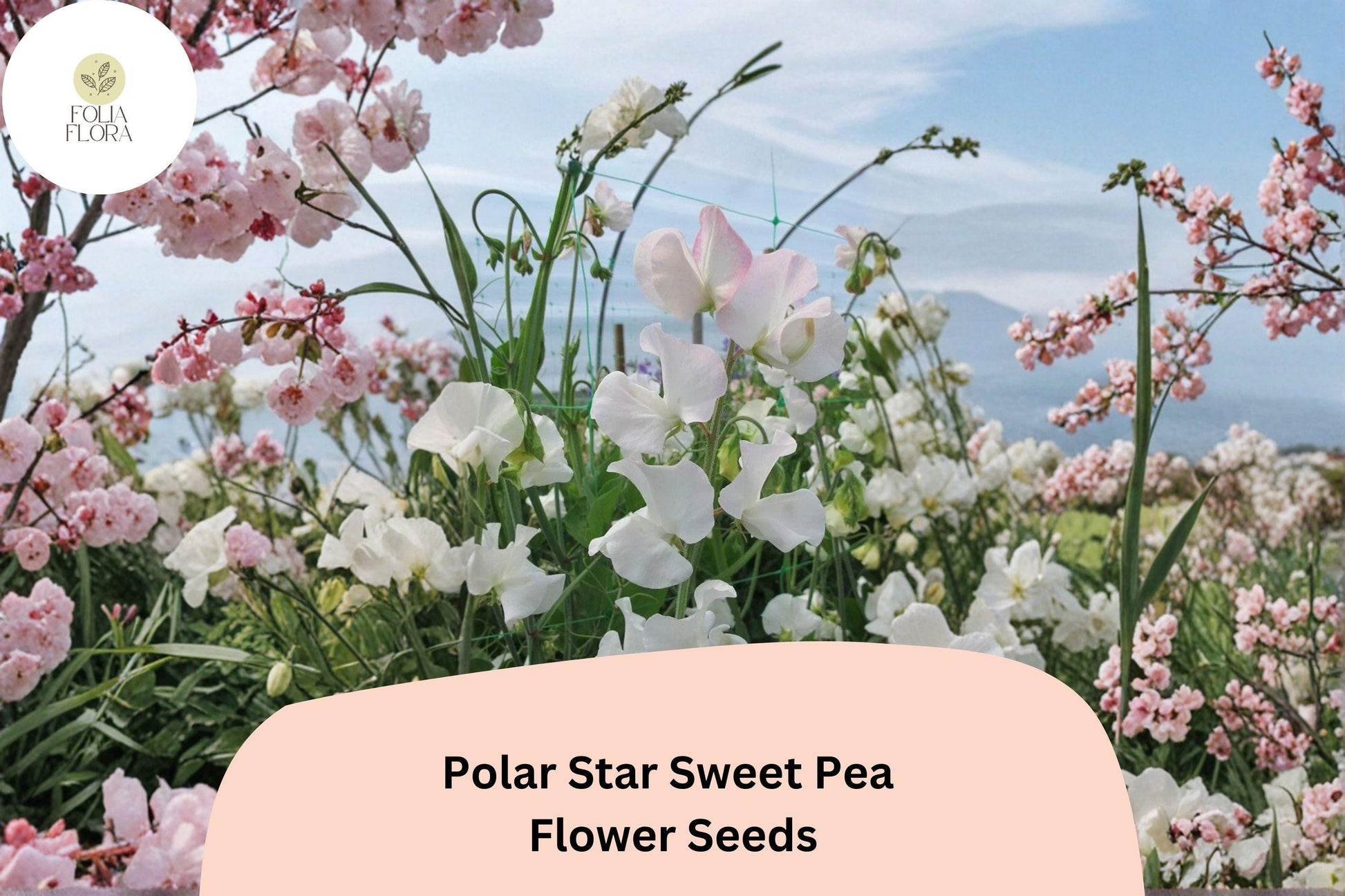Polar Star Sweet Pea Seeds | 50+ Seeds | White Fragrant Climbing Vine | Lathyrus odoratus for Garden Planting