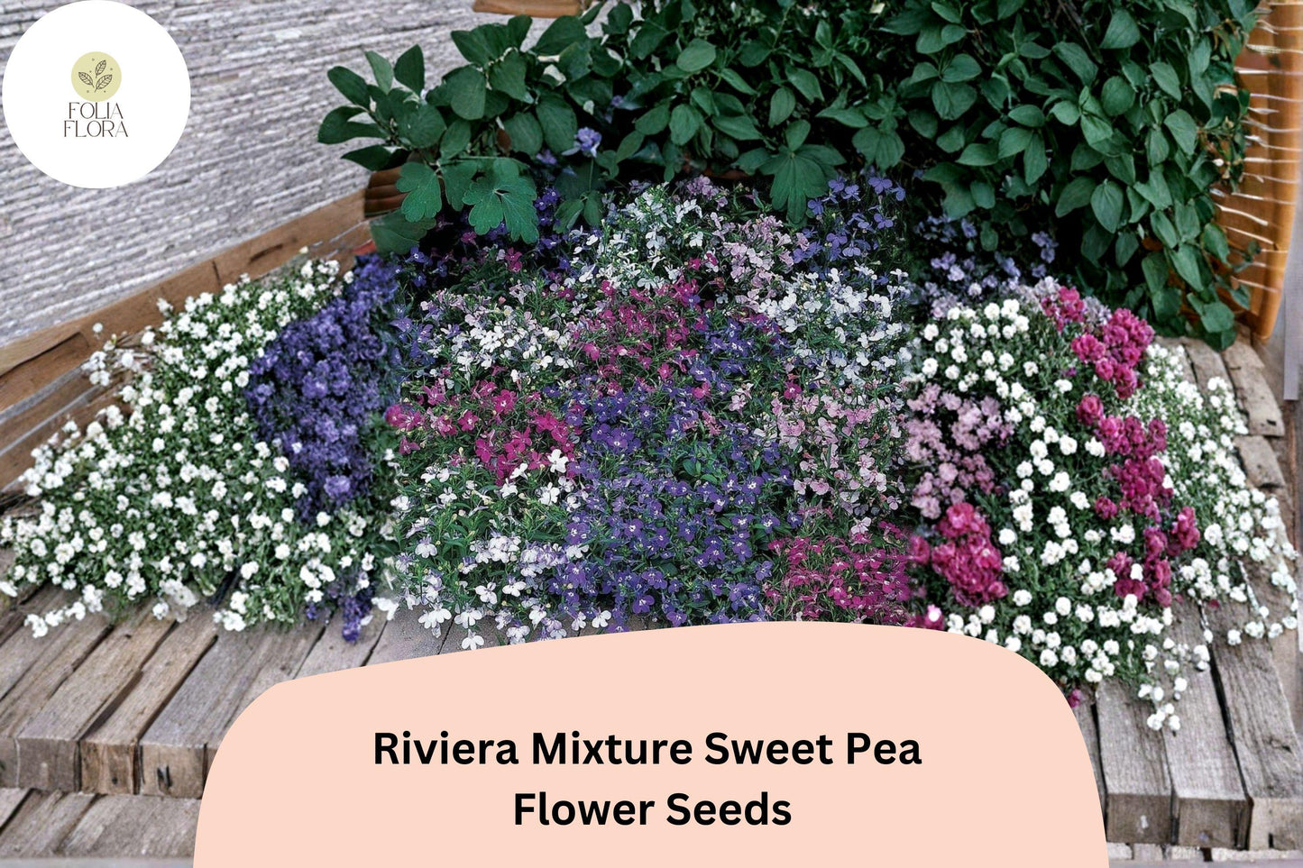 Sweet Pea Seeds - Riviera Mixture (50+ Seeds) Climbing Vine Lathyrus odoratus - Colorful & Fragrant Annual for Garden Planting