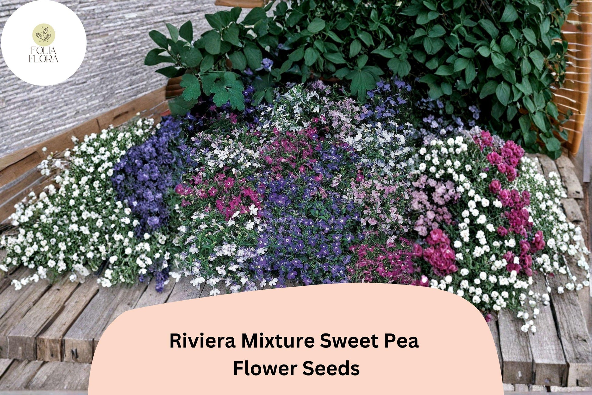 Sweet Pea Seeds - Riviera Mixture (50+ Seeds) Climbing Vine Lathyrus odoratus - Colorful & Fragrant Annual for Garden Planting