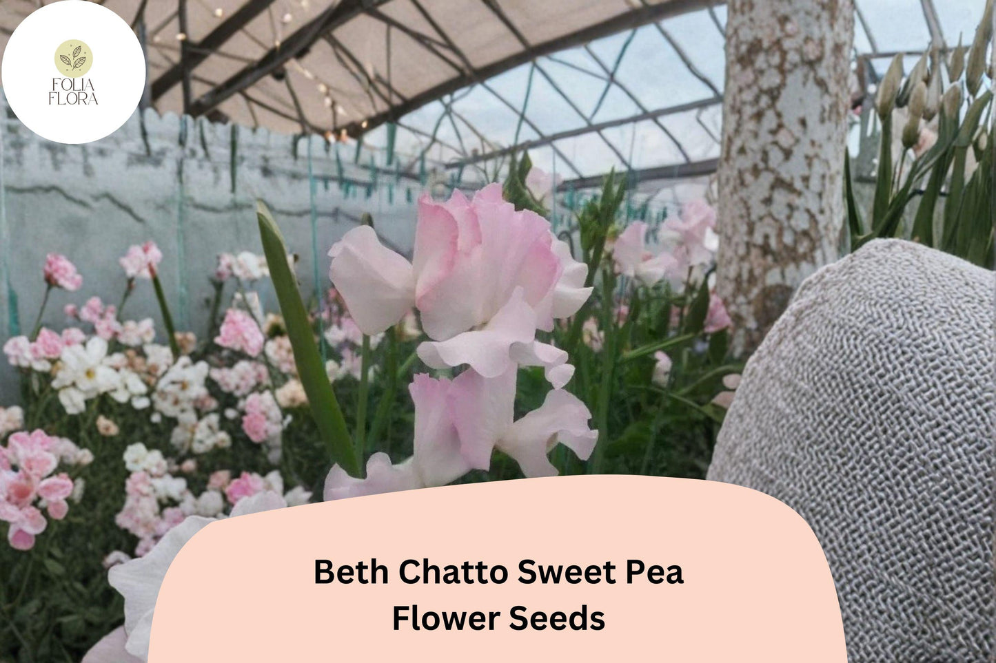 50+ Beth Chatto Sweet Pea Seeds | Pastel Pink Annual Flower Seeds | Lathyrus odoratus | Ideal for Trellises & Bouquets