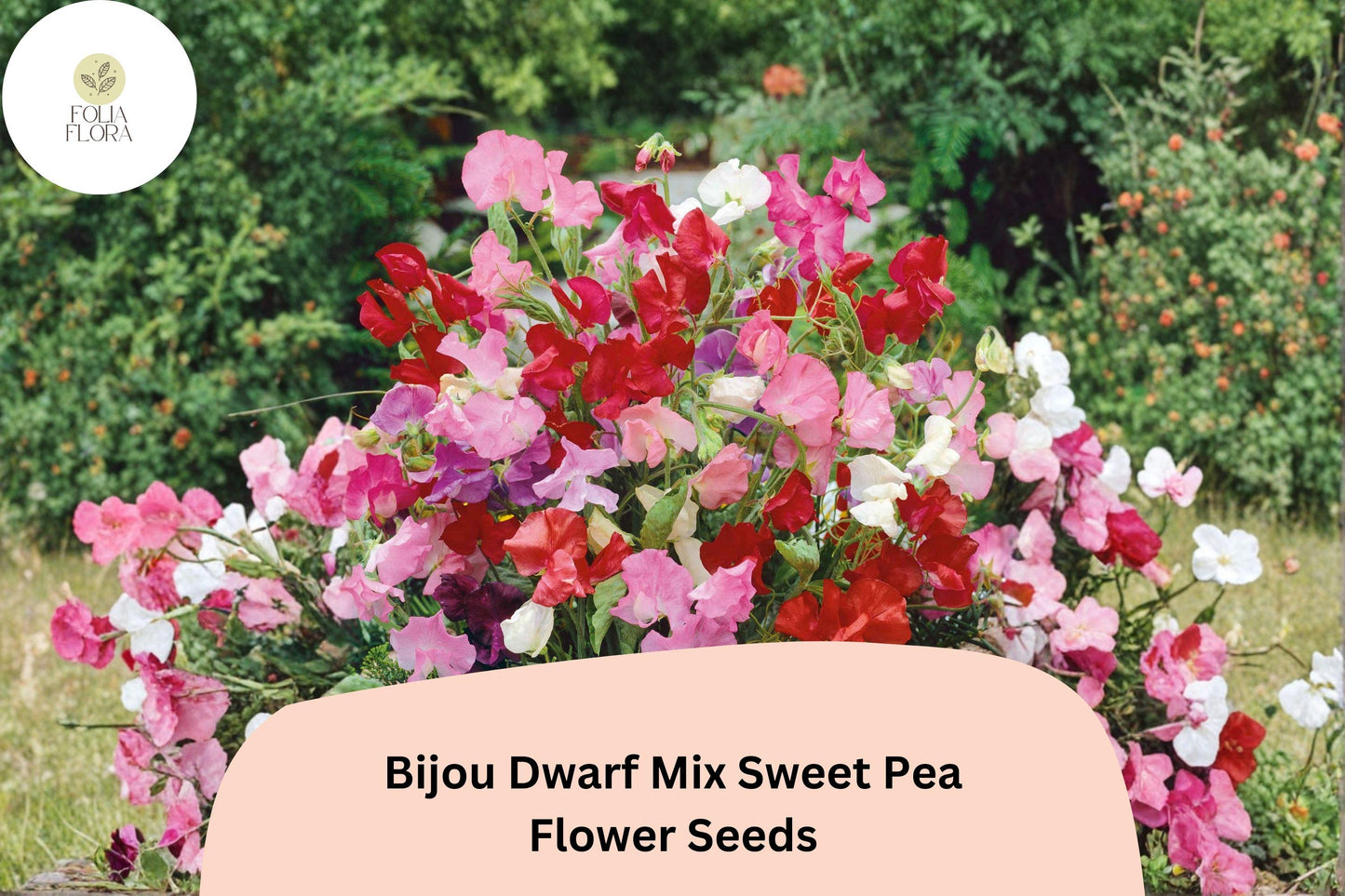 Dwarf Sweet Pea Seeds | Bijou Mix, Colorful Annual Flowers (50+ Seeds) | Lathyrus odoratus | Perfect for Containers & Borders