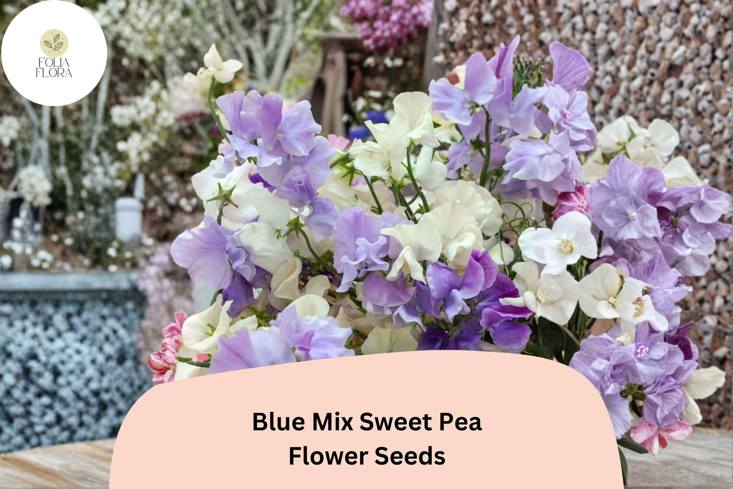 Blue Mix Sweet Pea Seeds | 50+ Premium Lathyrus odoratus | Fragrant Blue & Lavender Annual Flower for Trellises and Arches
