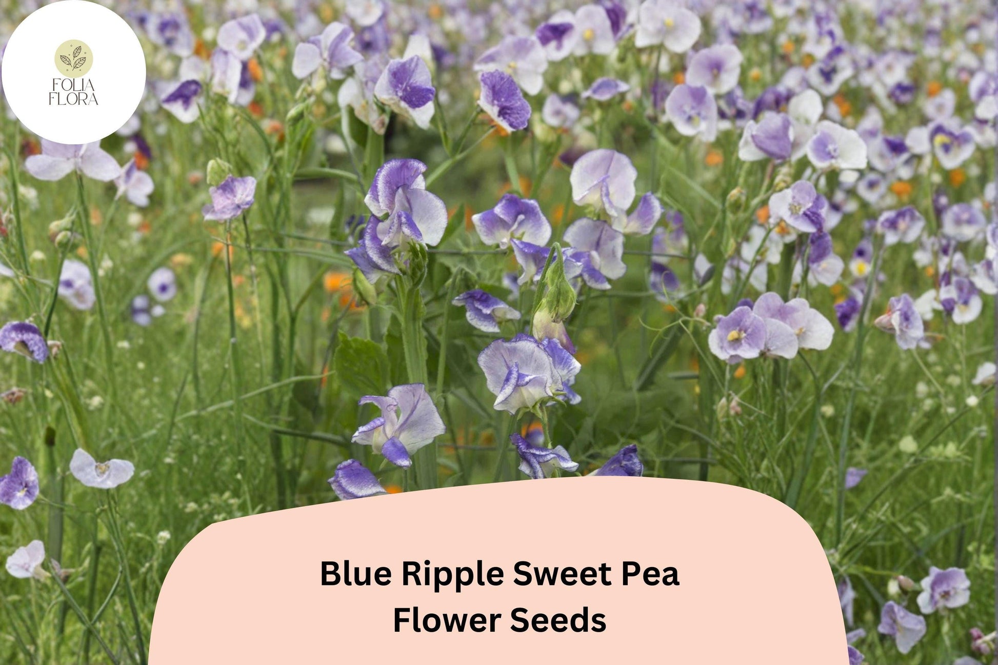 Blue Ripple Sweet Pea Seeds | 50+ Bi-Color Blue & White | Lathyrus odoratus | Fragrant Climbing Annual for Gardens