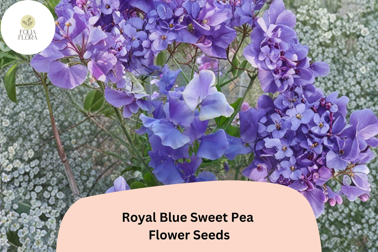Royal Blue Sweet Pea Seeds | 50+ Climbing Vine Seeds | Lathyrus odoratus | Fragrant Blue Flowers for Garden Planting
