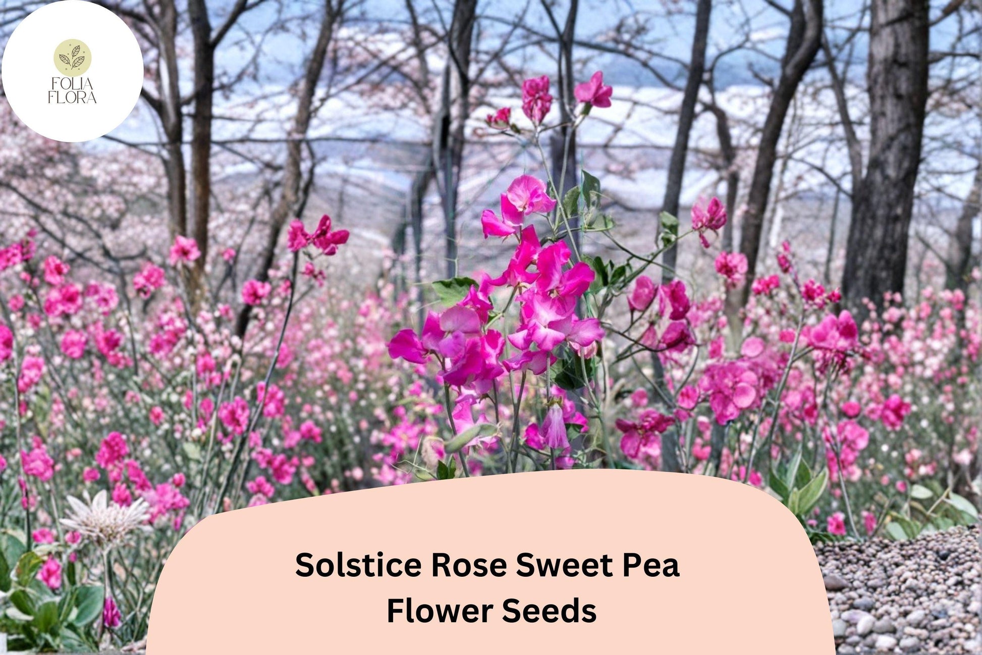 Sweet Pea Seeds (50+ Count) - Solstice Rose Pink Climbing Vine - Lathyrus odoratus - Fragrant Annual for Garden Planting