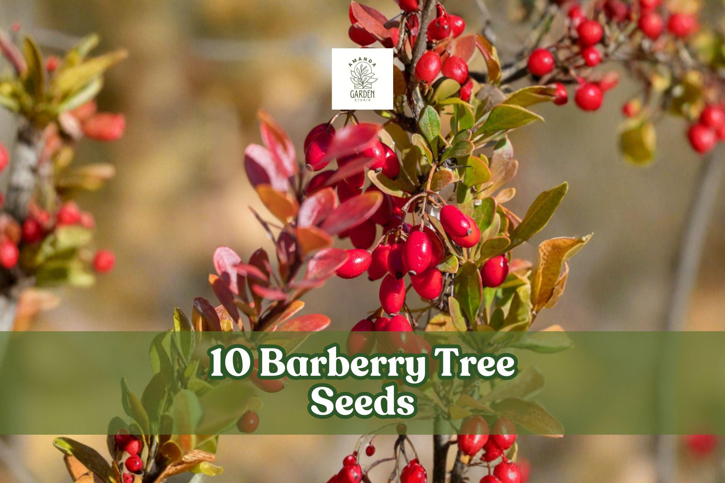 Barberry Tree Seeds - 10 Pack - Berberis vulgaris - Hardy Ornamental Shrub for Garden, Hedge & Landscape Use