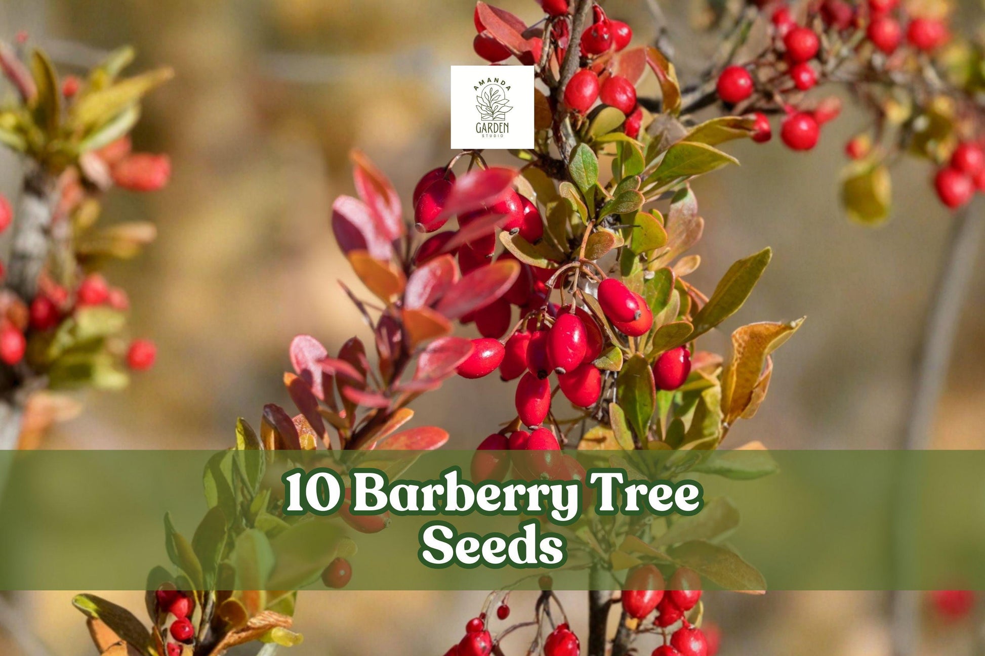 Barberry Tree Seeds - 10 Pack - Berberis vulgaris - Hardy Ornamental Shrub for Garden, Hedge & Landscape Use