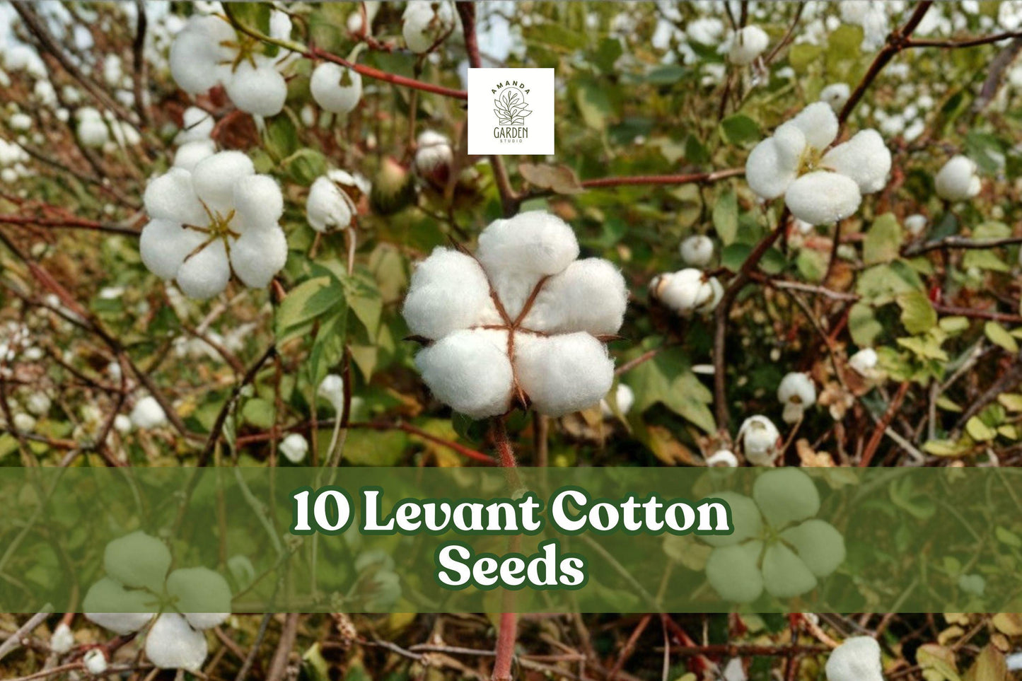 Levant Cotton Seeds for Planting - 10 Pack, Gossypium herbaceum, Annual Garden Crop, Educational Growing, Full Sun