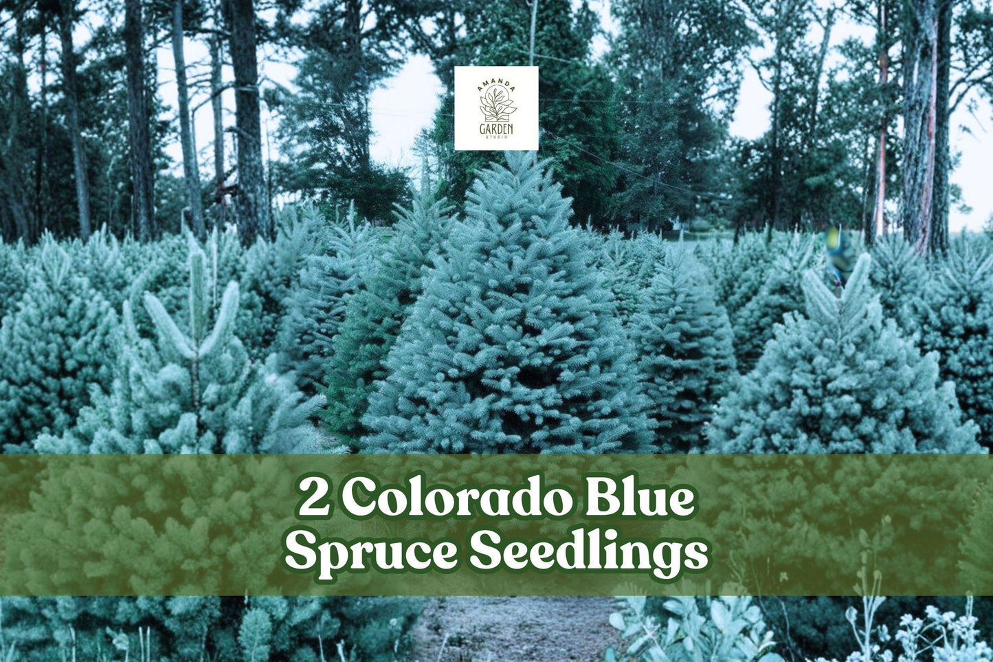 2 Colorado Blue Spruce Seedlings | Picea pungens | Live Evergreen Trees for Planting | Cold-Hardy Conifer
