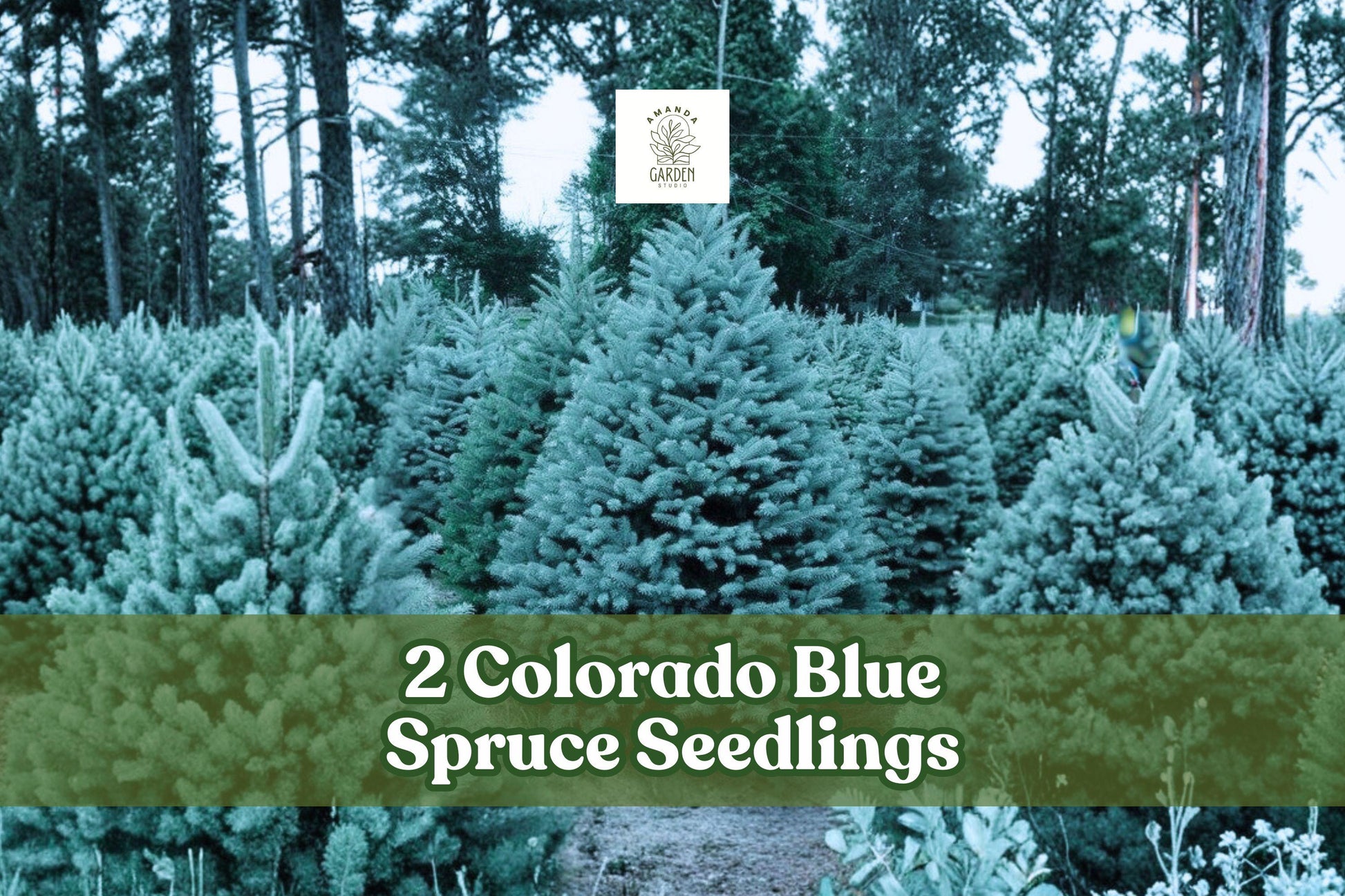2 Colorado Blue Spruce Seedlings | Picea pungens | Live Evergreen Trees for Planting | Cold-Hardy Conifer