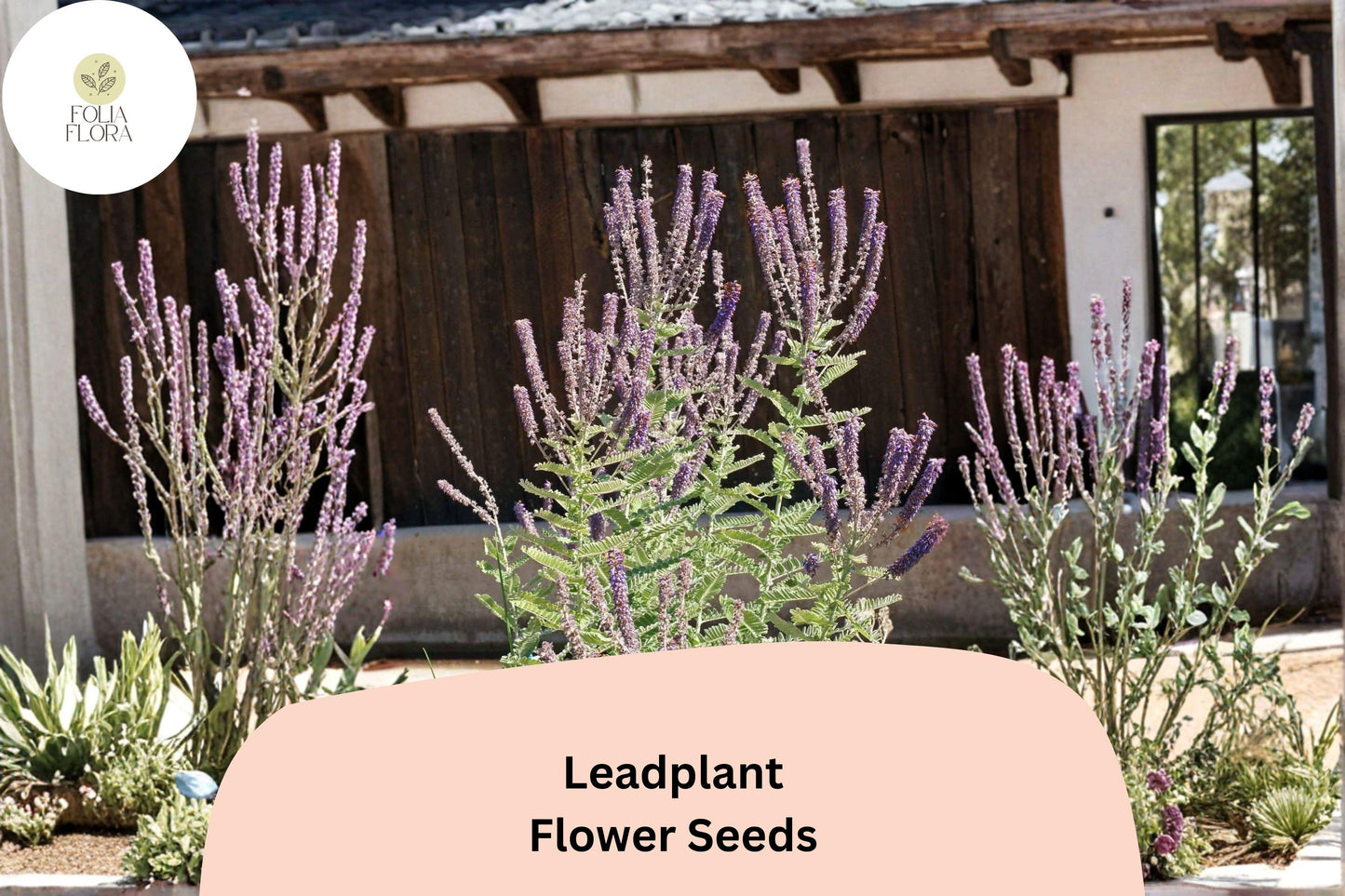 50+ Lead Plant Seeds | Amorpha canescens | Native Perennial Wildflower | Purple Flowers | Drought-Tolerant Garden Seeds