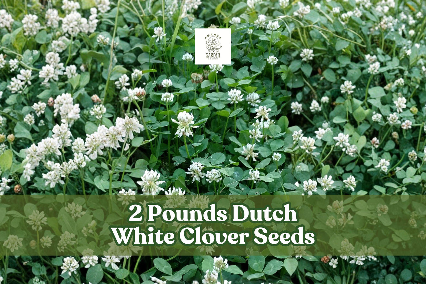Dutch White Clover Seeds 2 lb Bulk | Trifolium repens | Low-Growing Groundcover for Lawns & Gardens