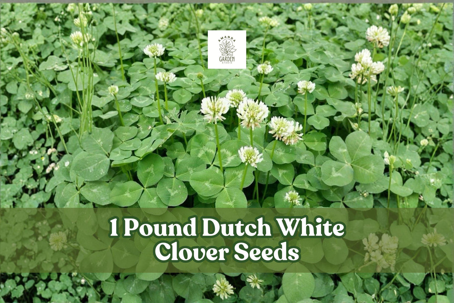 Dutch White Clover Seeds 1 lb | Trifolium repens | Perennial Groundcover for Lawns & Gardens | Low-Growing Green Cover