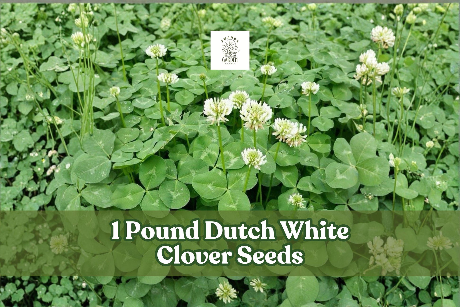 Dutch White Clover Seeds 1 lb | Trifolium repens | Perennial Groundcover for Lawns & Gardens | Low-Growing Green Cover