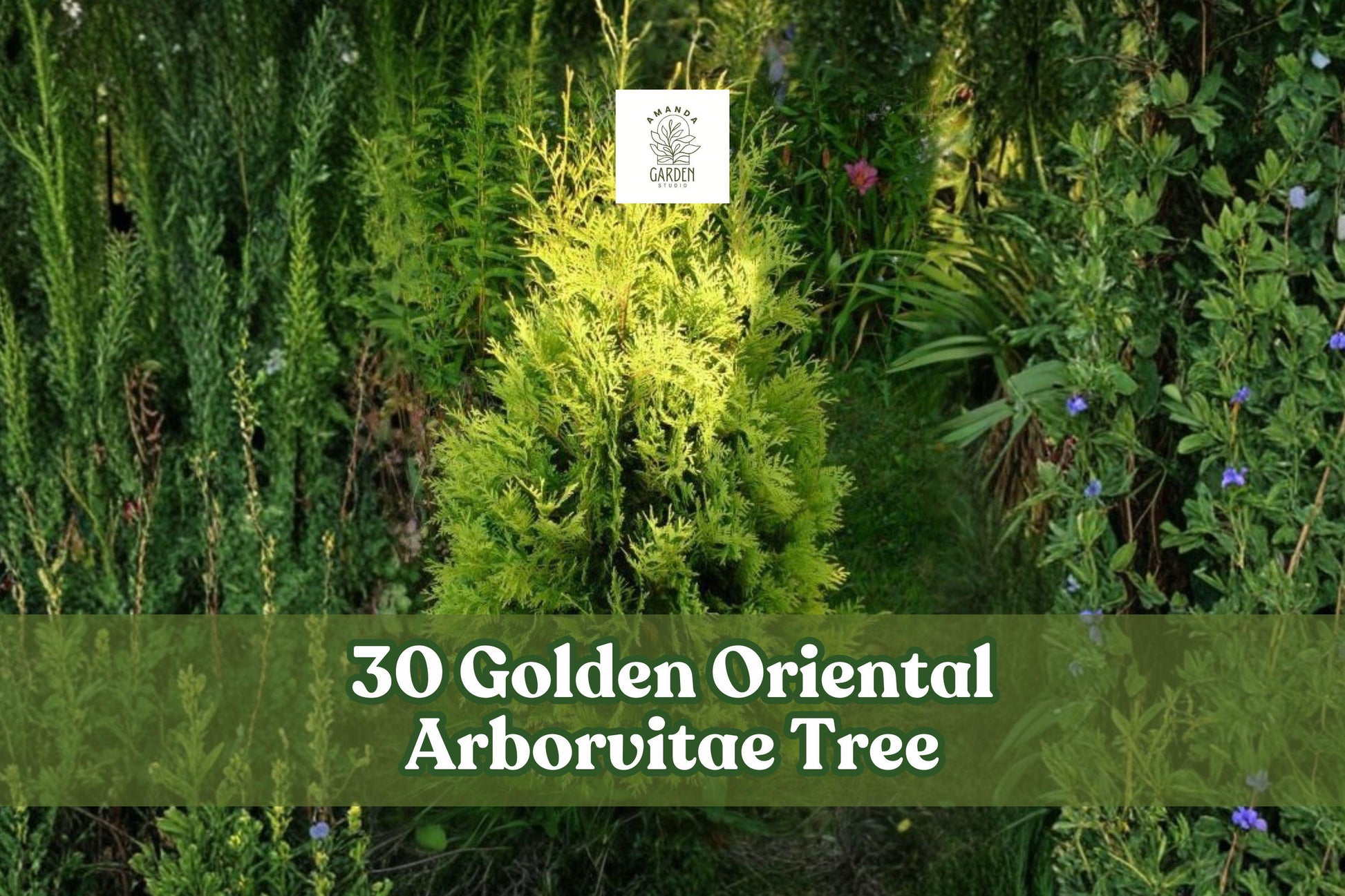 30 Golden Oriental Arborvitae Tree Seeds | Platycladus orientalis 'Aurea' | Evergreen Conifer with Golden Foliage